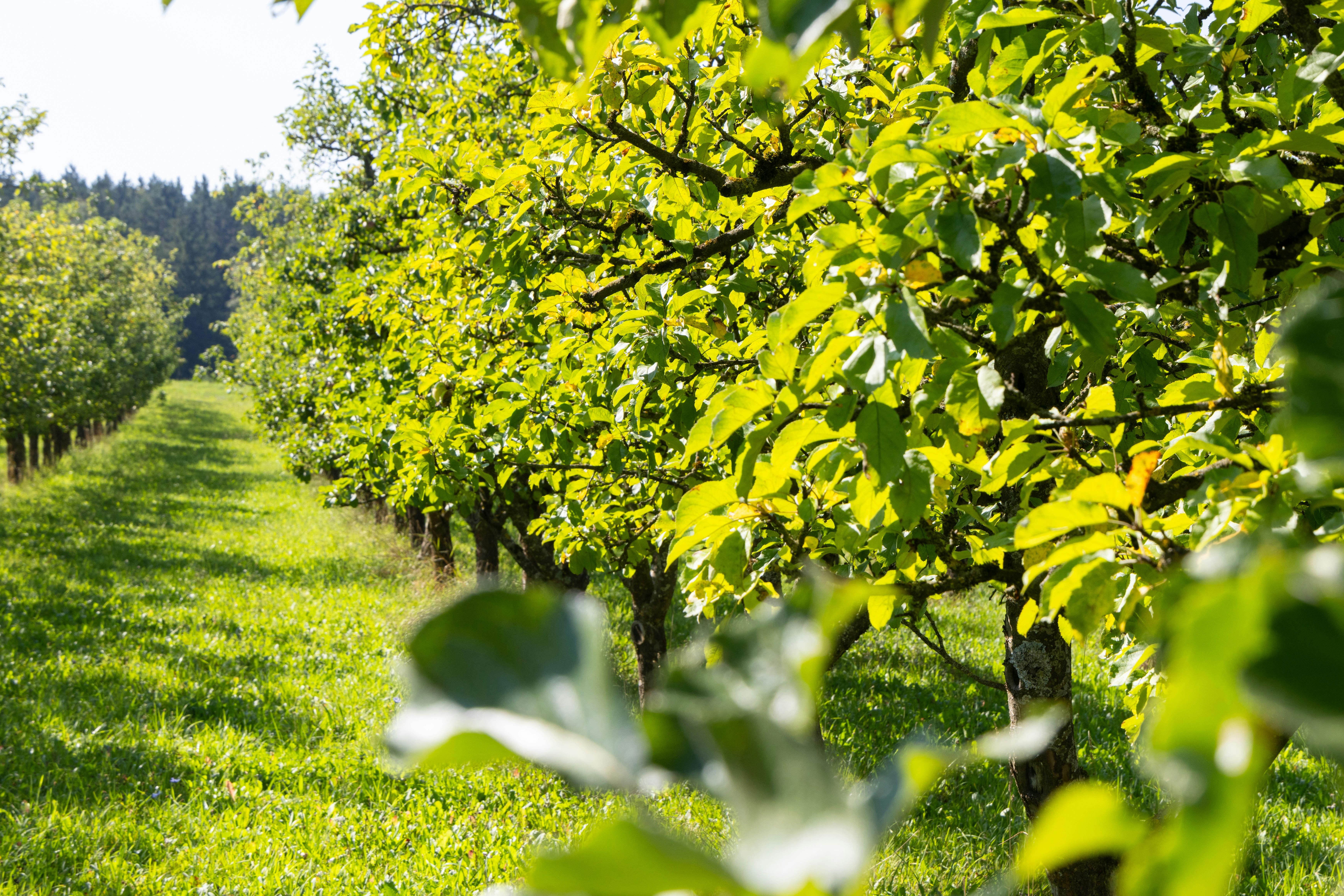 A row of trees that are in the grass
