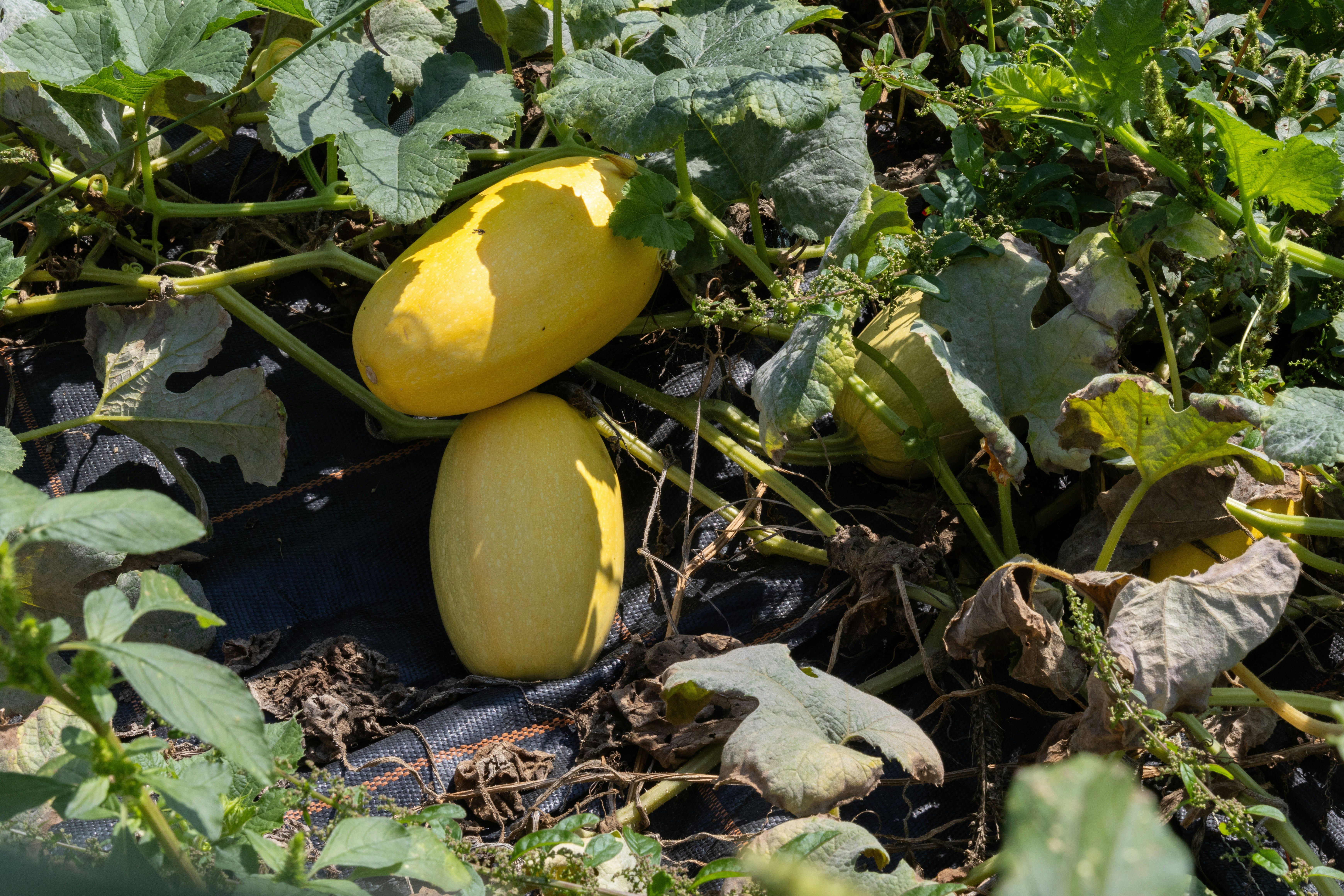 A couple of yellow fruit sitting on top of a lush green field