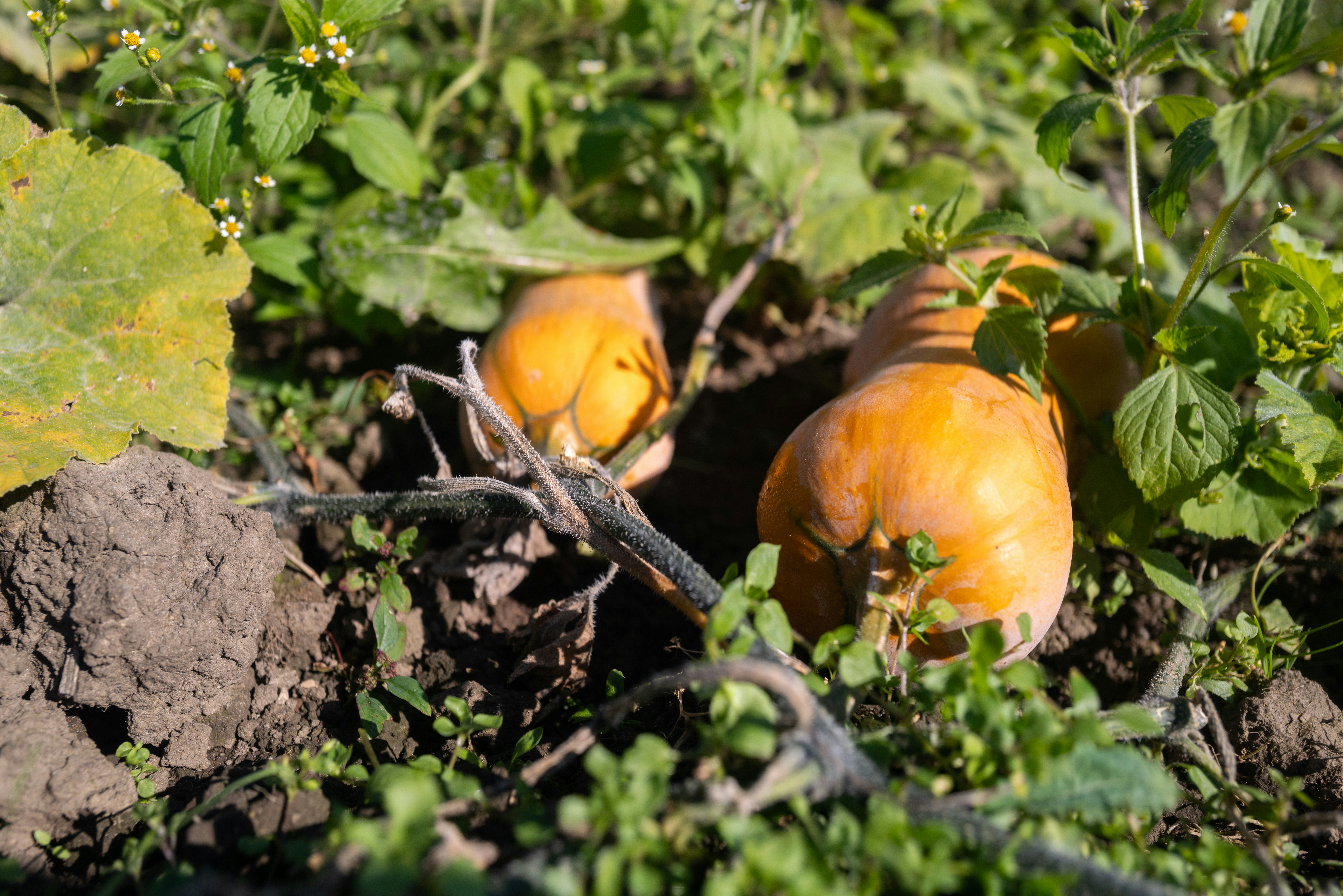 Photo by beingorganicineu