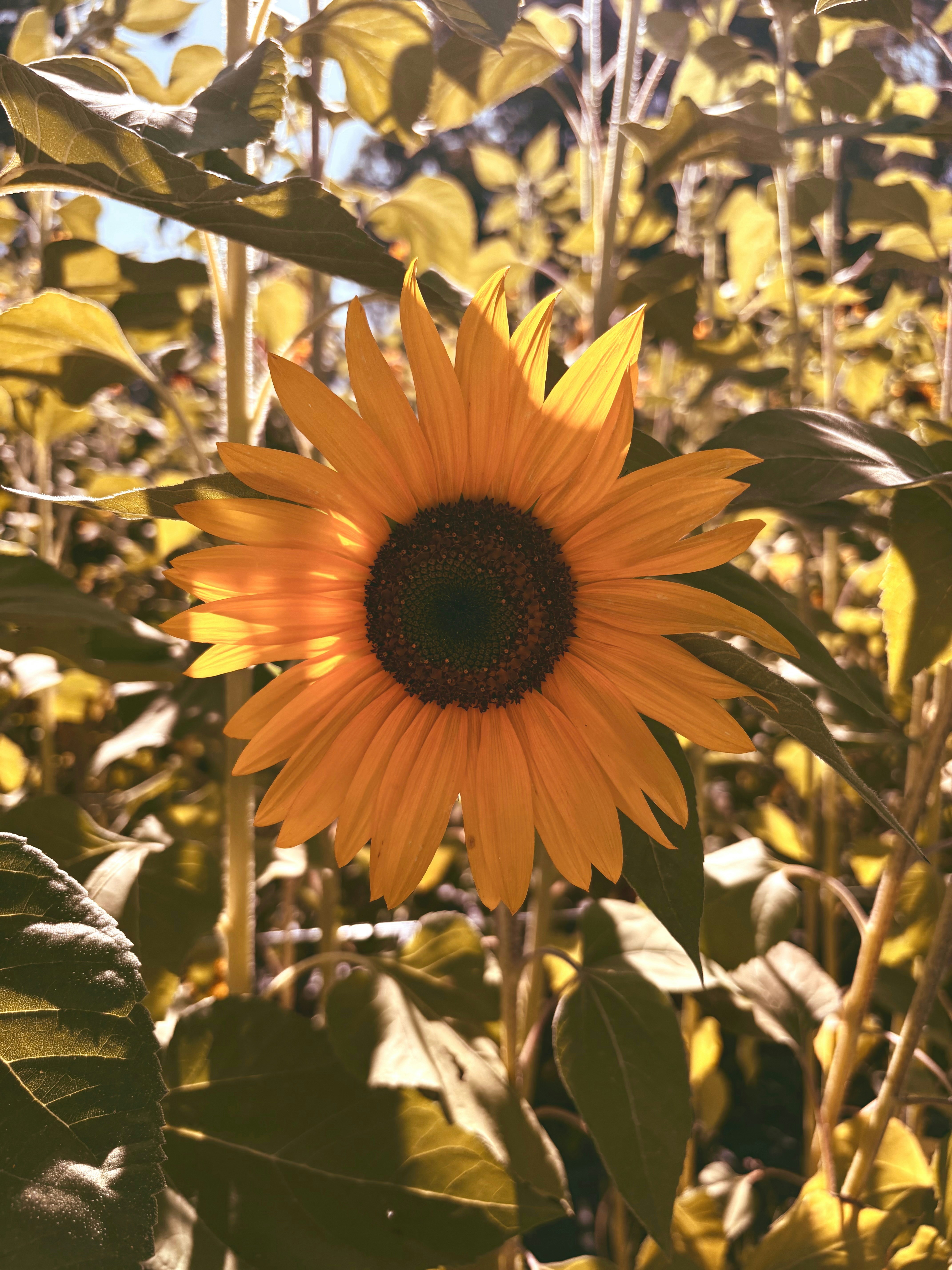 A large sunflower in a field of sunflowers photo – Free Flower