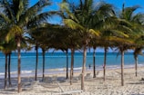 A row of palm trees sitting on top of a sandy beach