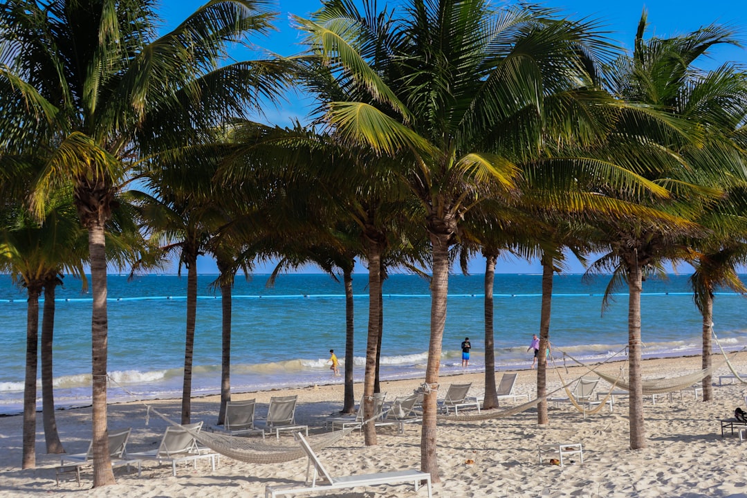 A row of palm trees sitting on top of a sandy beach, calm beach at the resort