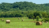 A field full of hay bales in the middle of a forest