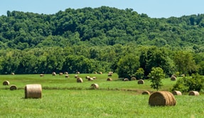 A field full of hay bales in the middle of a forest
