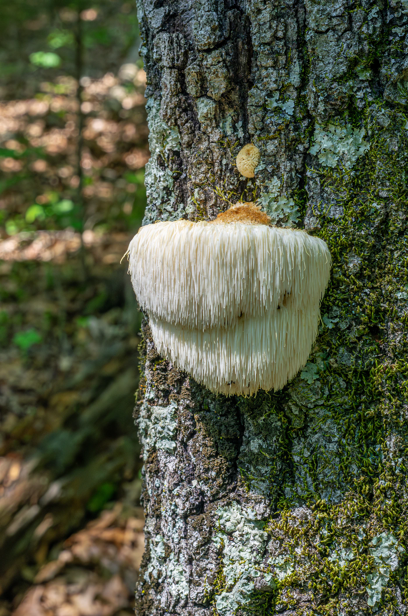A mushroom growing on the bark of a tree