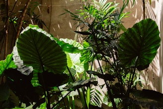 A large green plant sitting next to a wooden fence