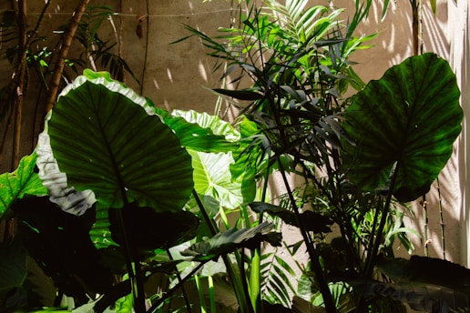 A large green plant sitting next to a wooden fence