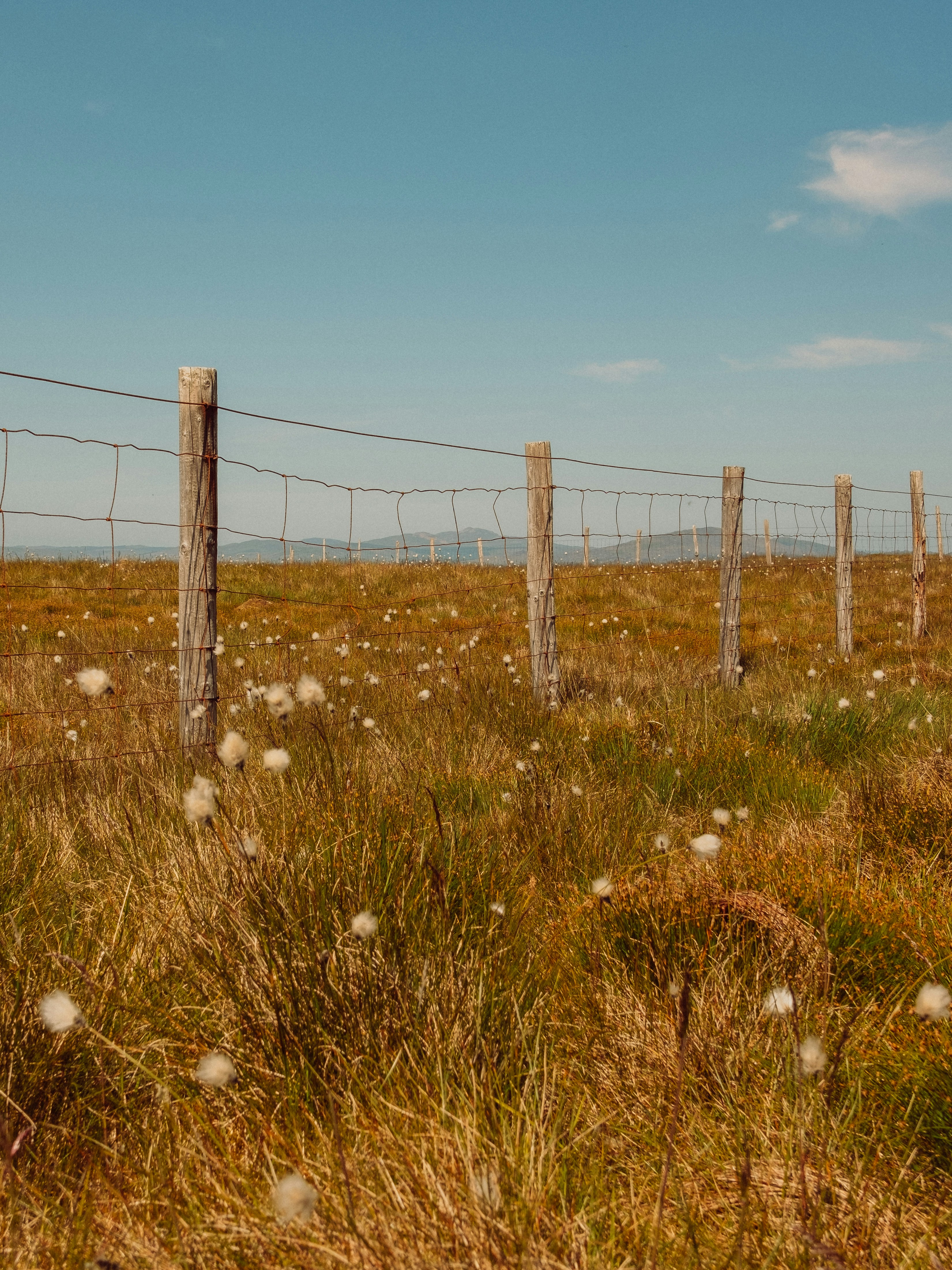 A grassy field with a fence and a field of dandelions