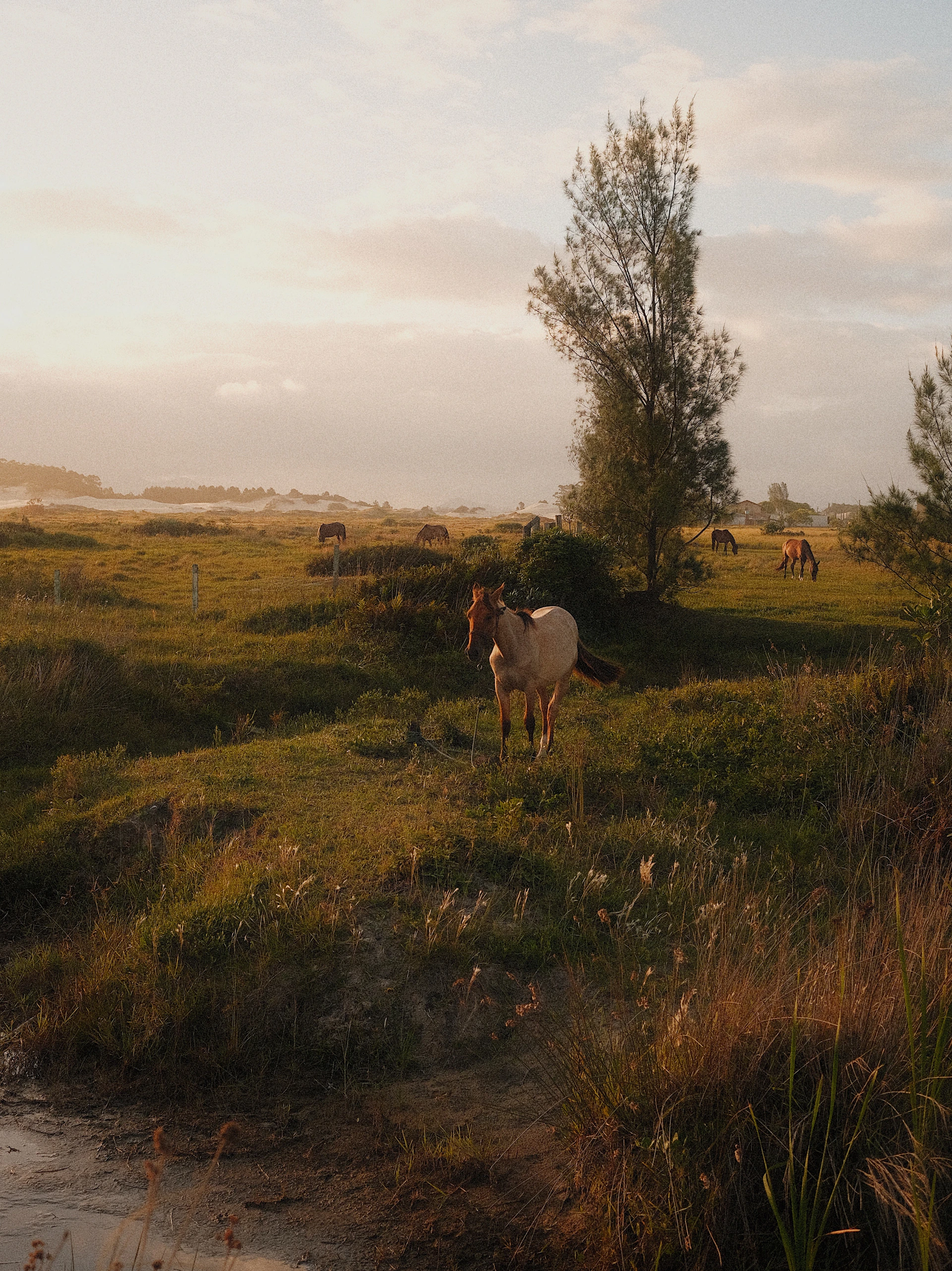 A horse is standing in a grassy field