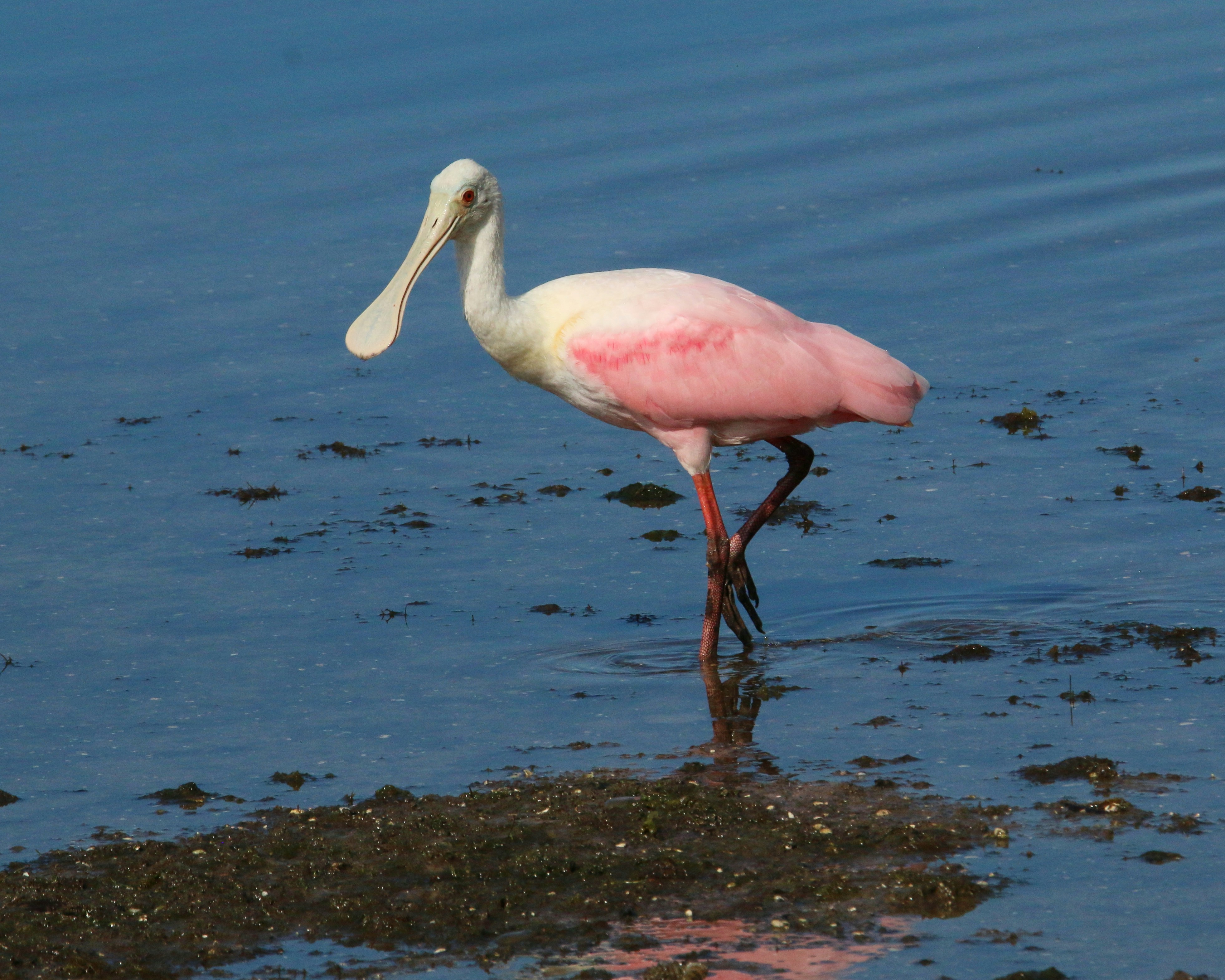 Photo by goldenplover31