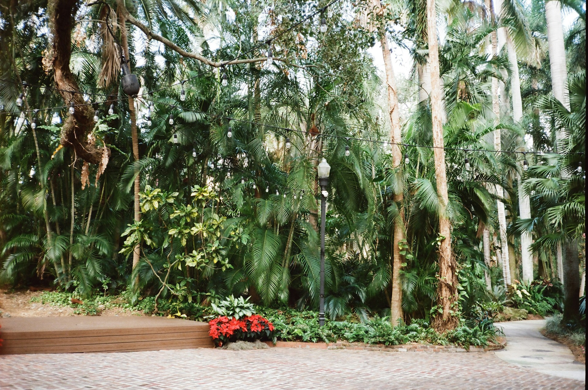 A bunch of trees that are next to a road