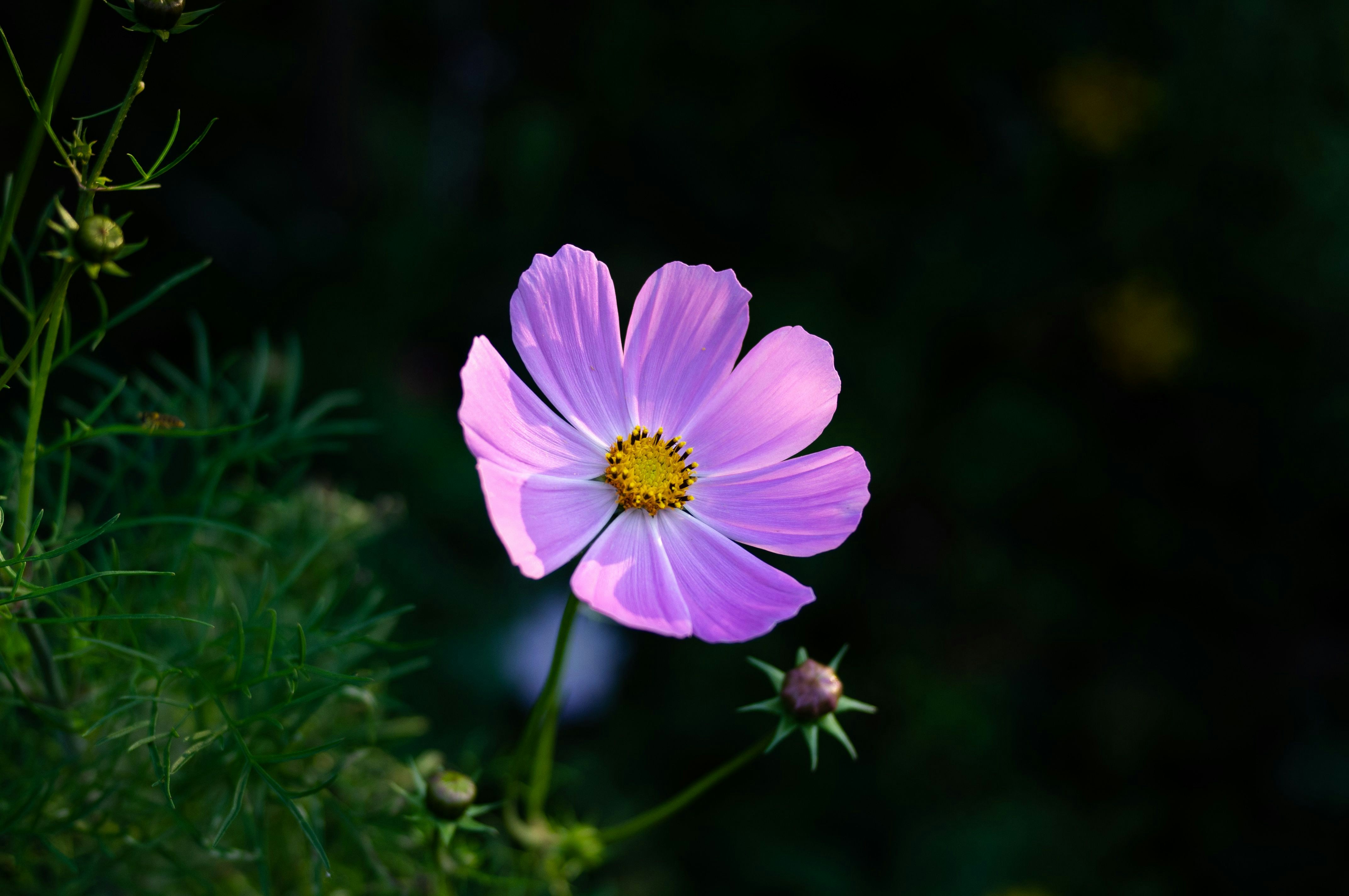 Photo by sevencolors