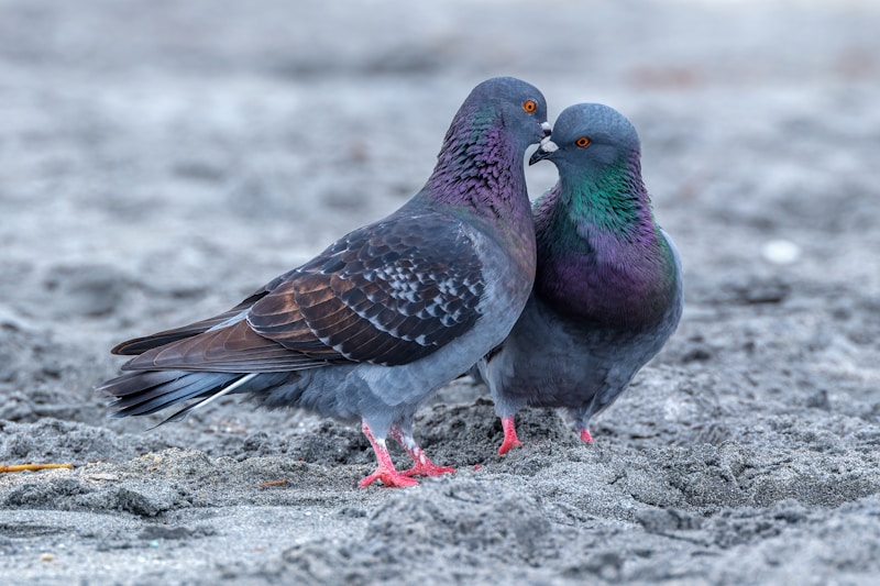 Aves juntas en el suelo