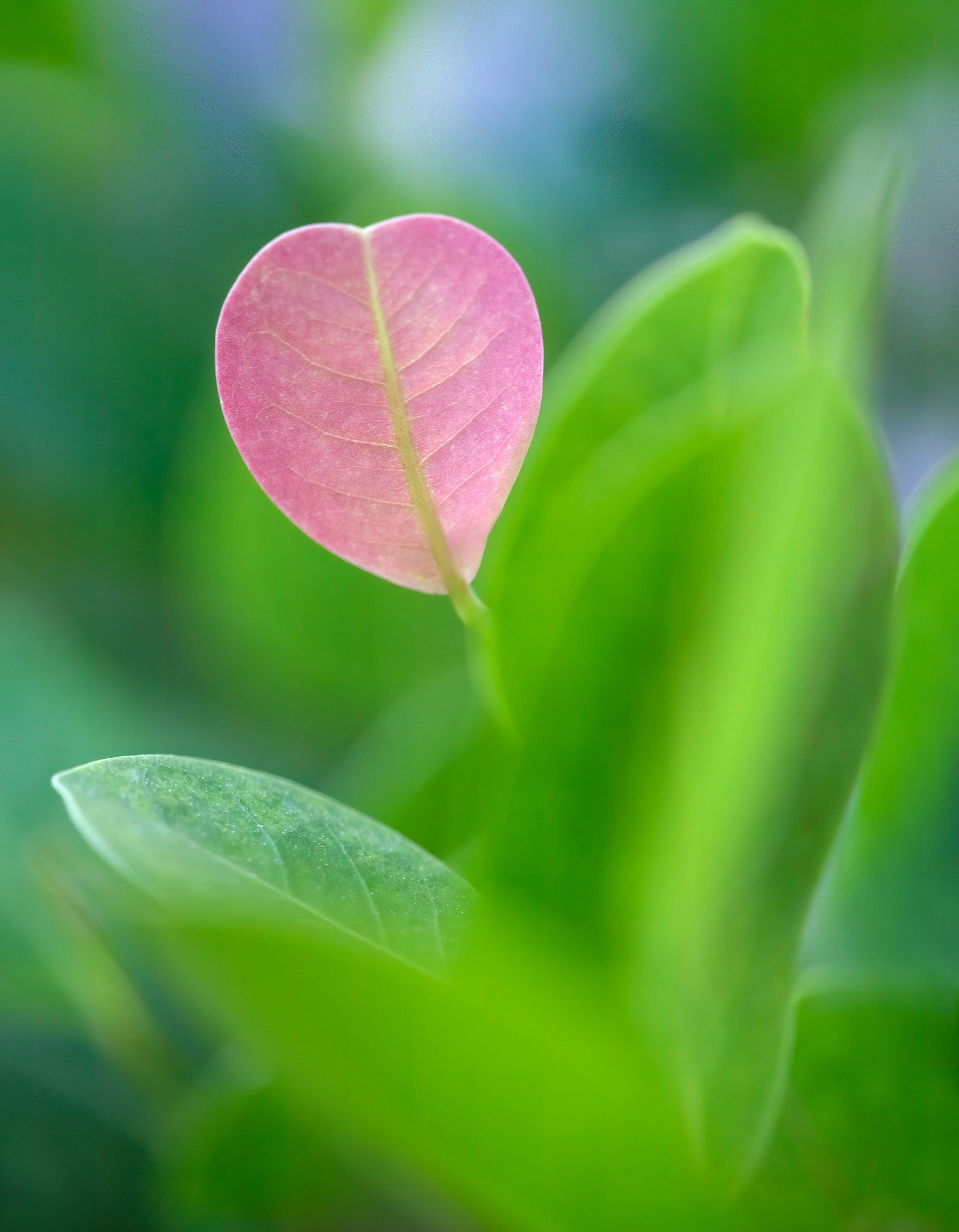 A pink heart shaped leaf sitting on top of a green plant