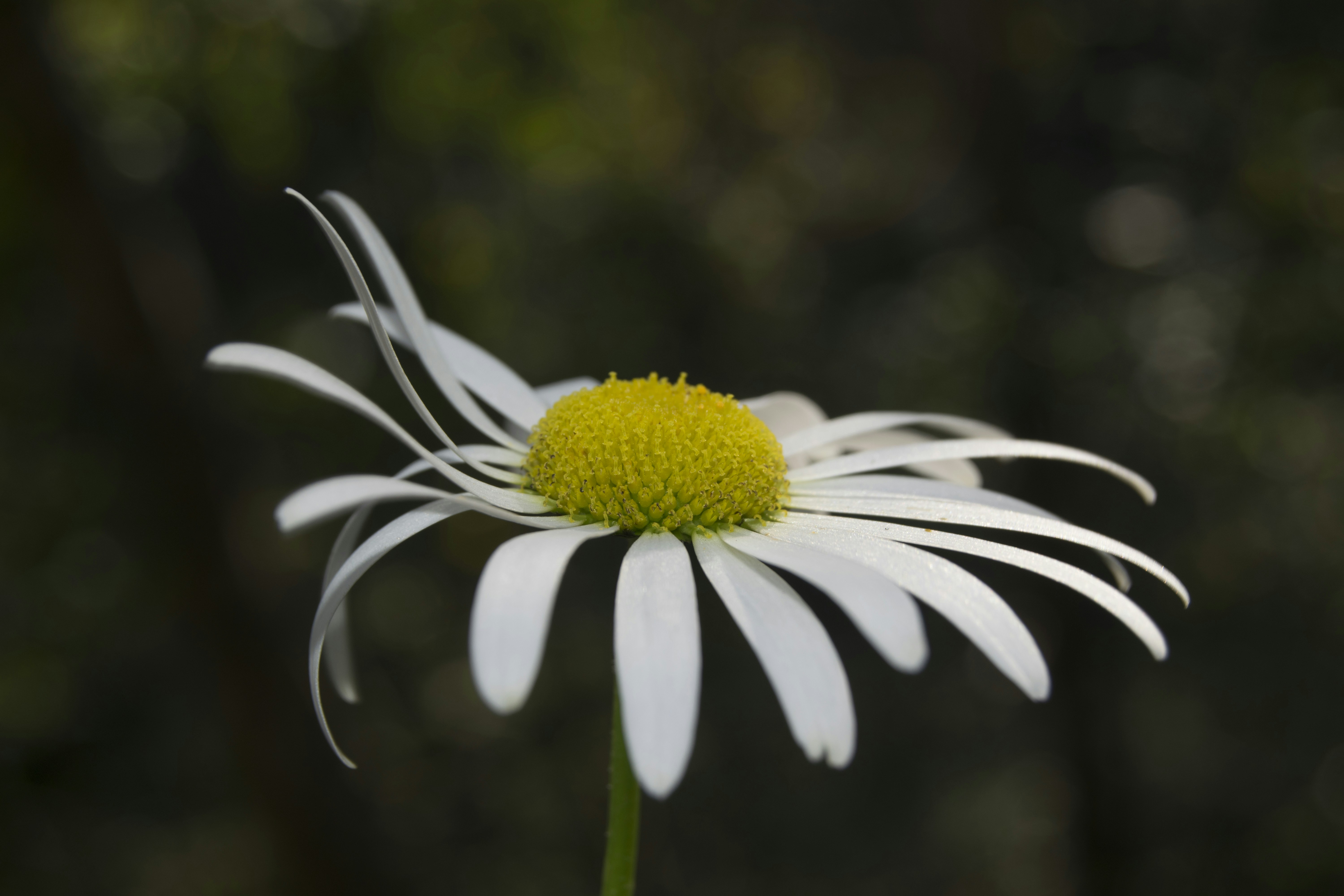 A single white flower with a yellow center