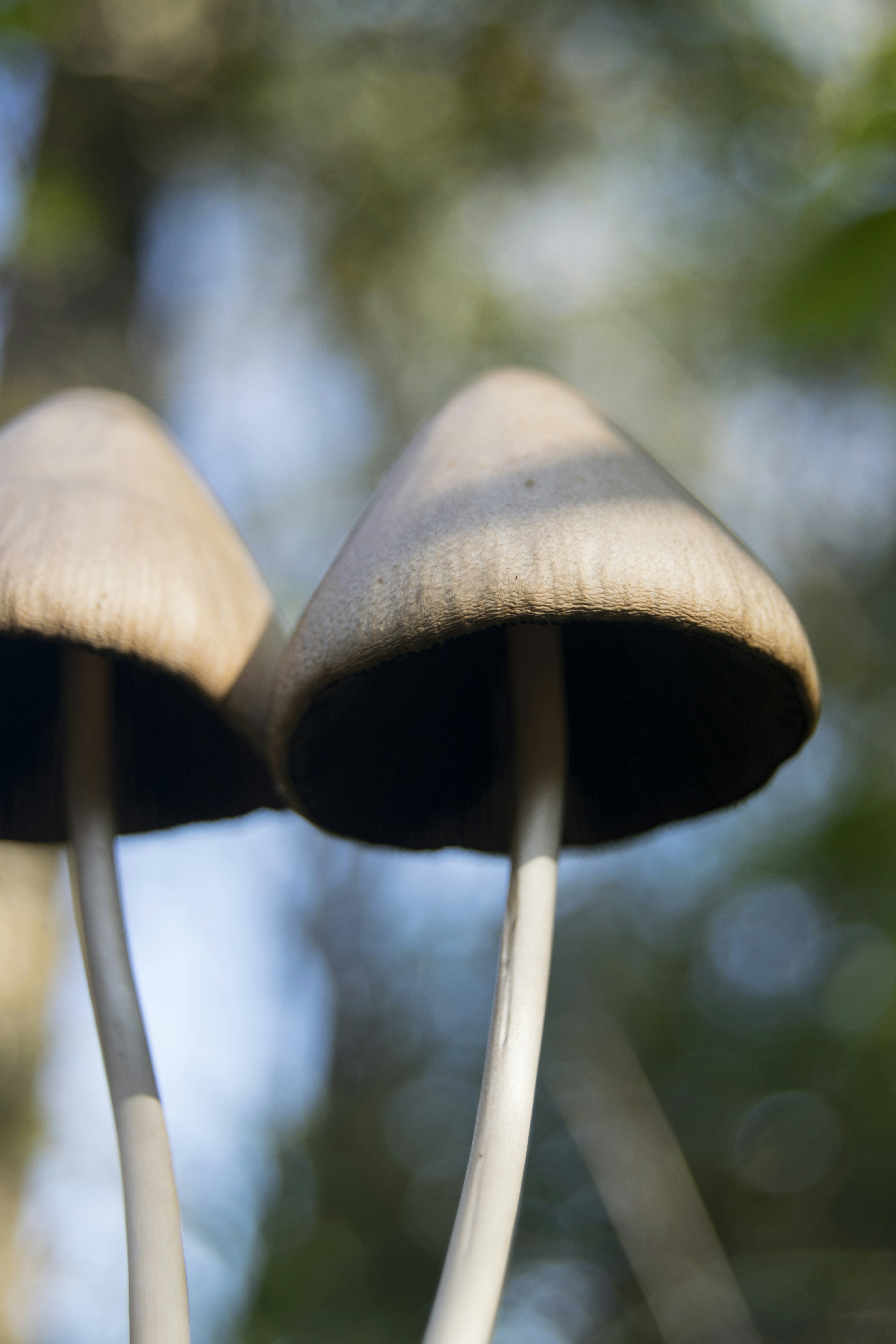 A close up of two mushrooms on a tree