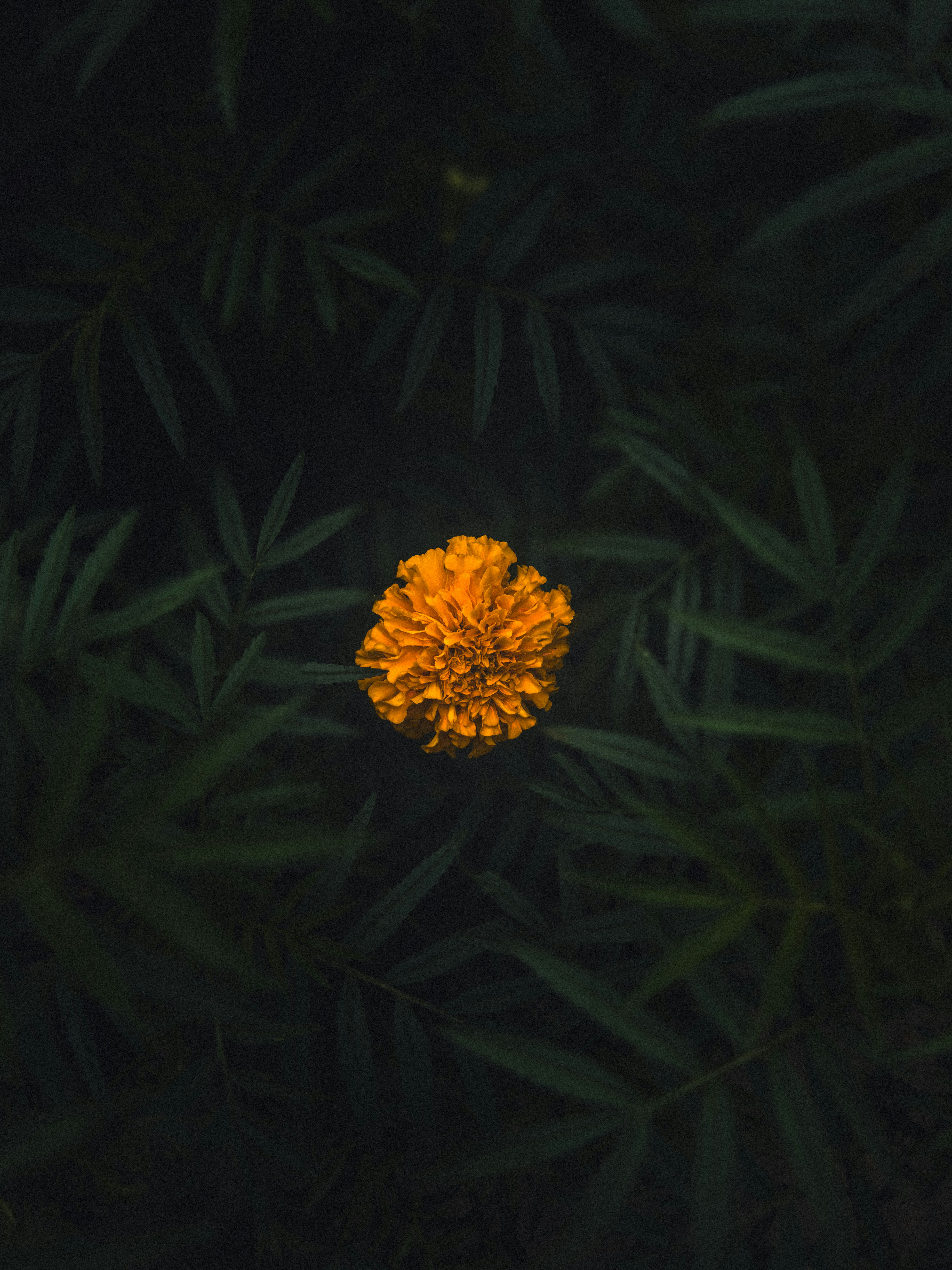 Photo by aayush_khokhar