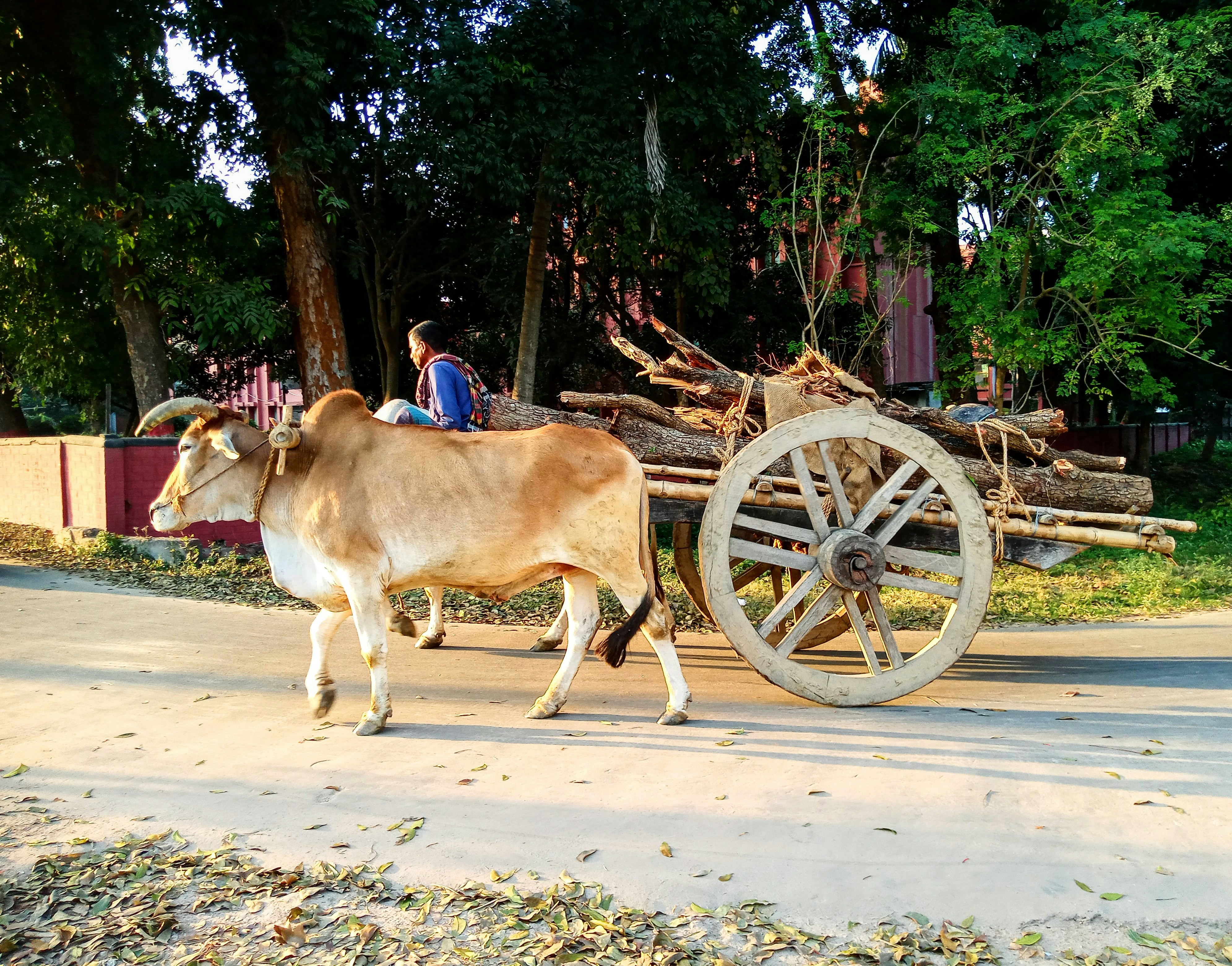 A brown cow walking down a street next to a wooden cart