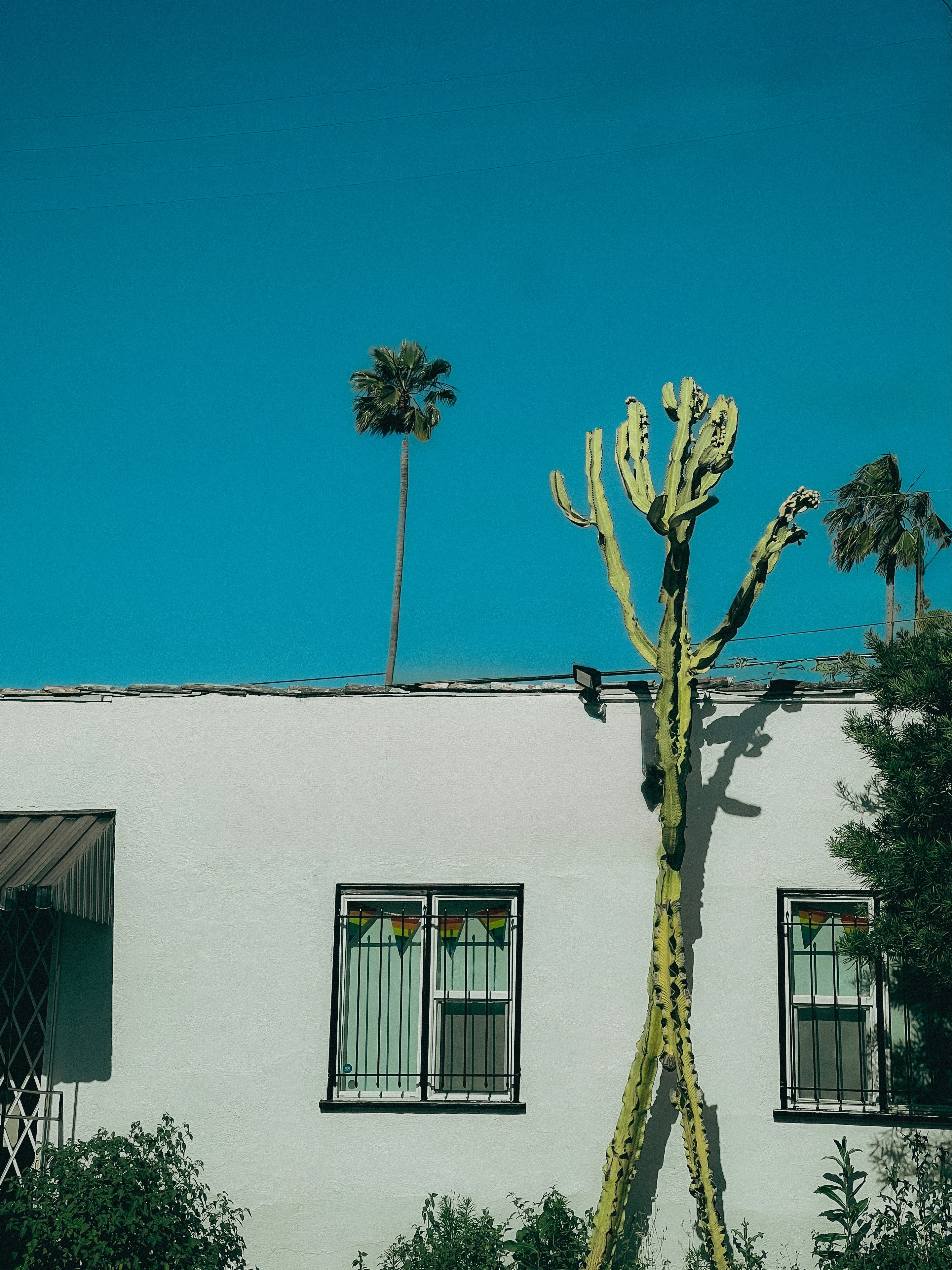 Un grande cactus davanti a un edificio bianco