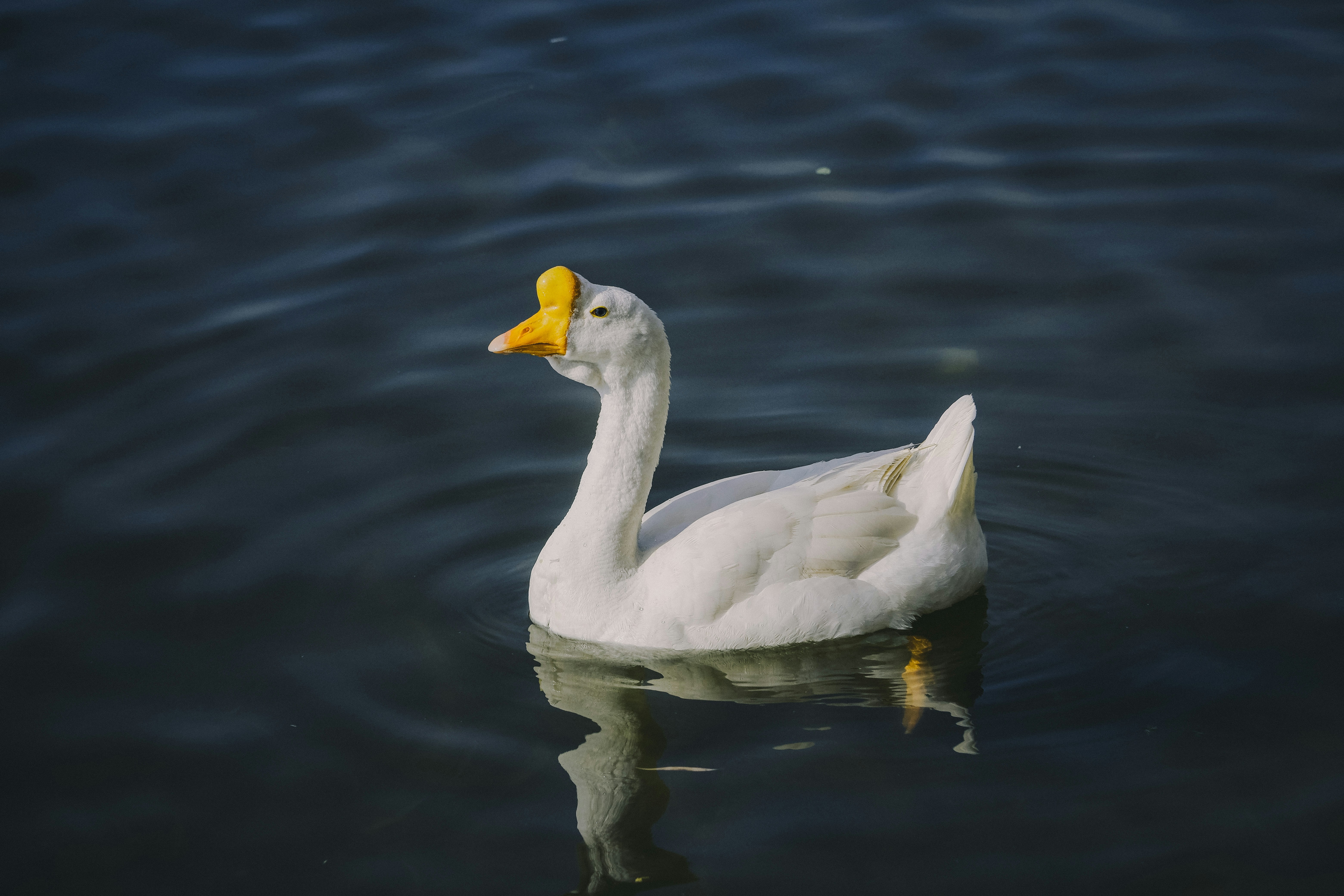 Photo by photohunter