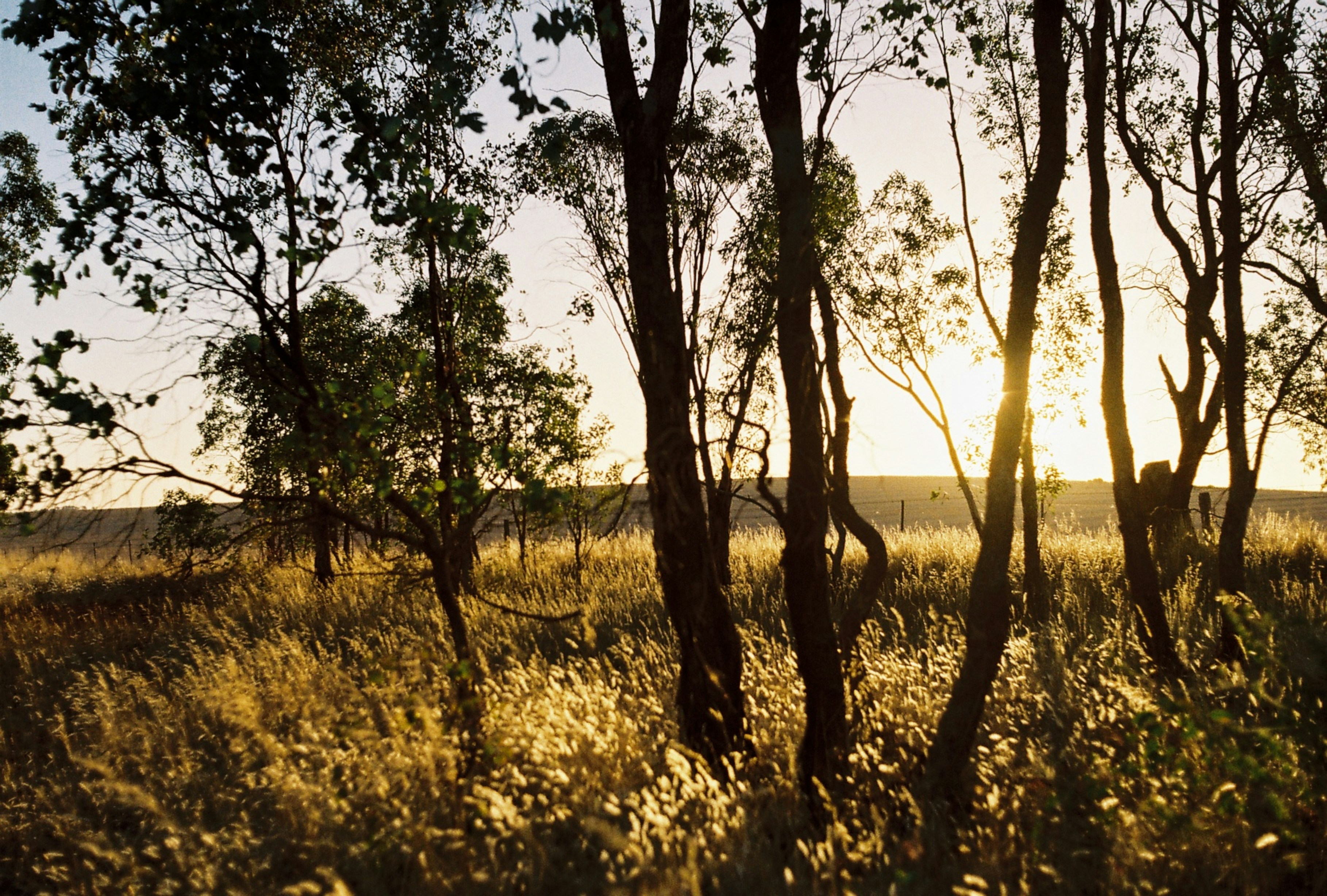 The sun is shining through the trees in the field