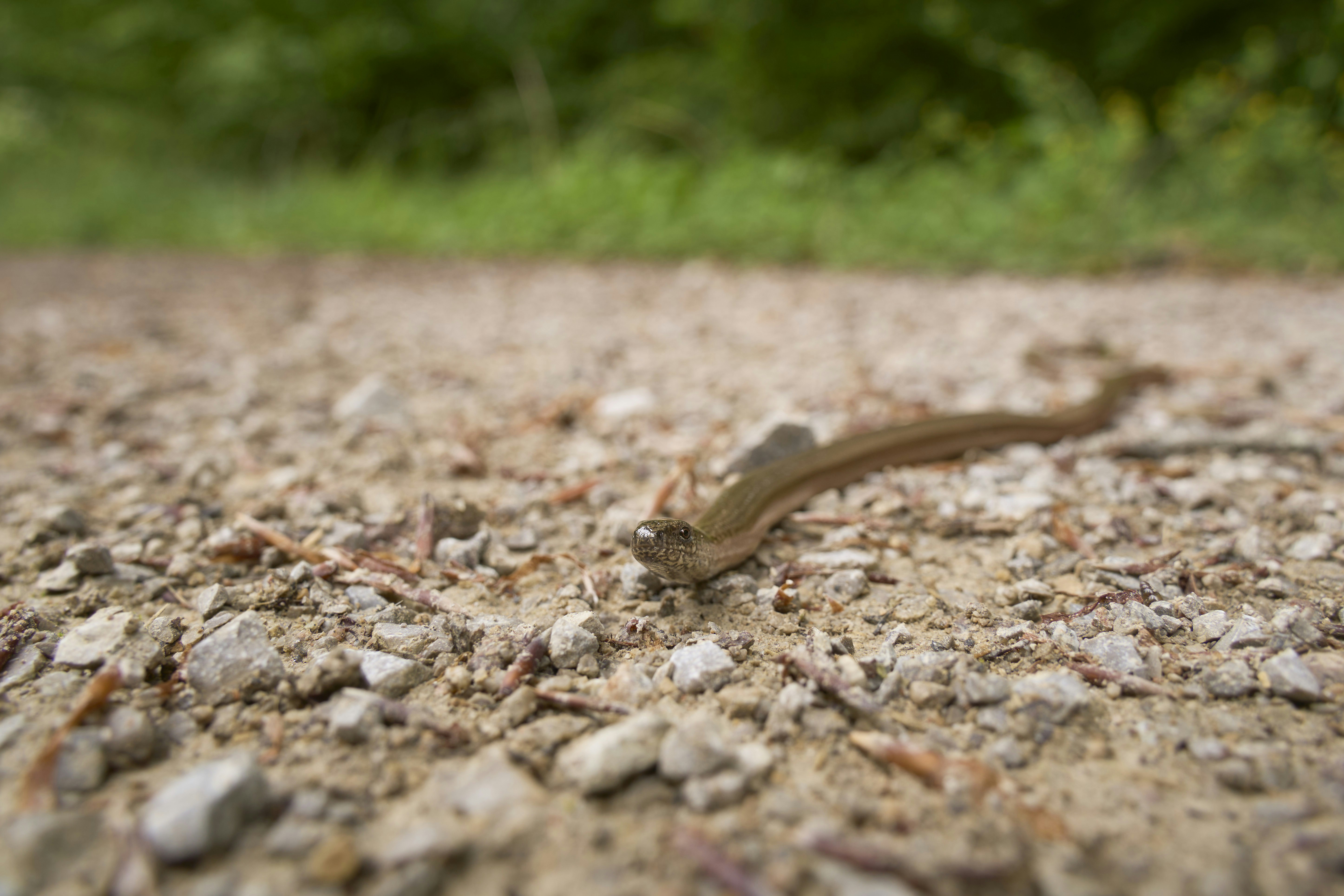 Photo by wolfgang_hasselmann