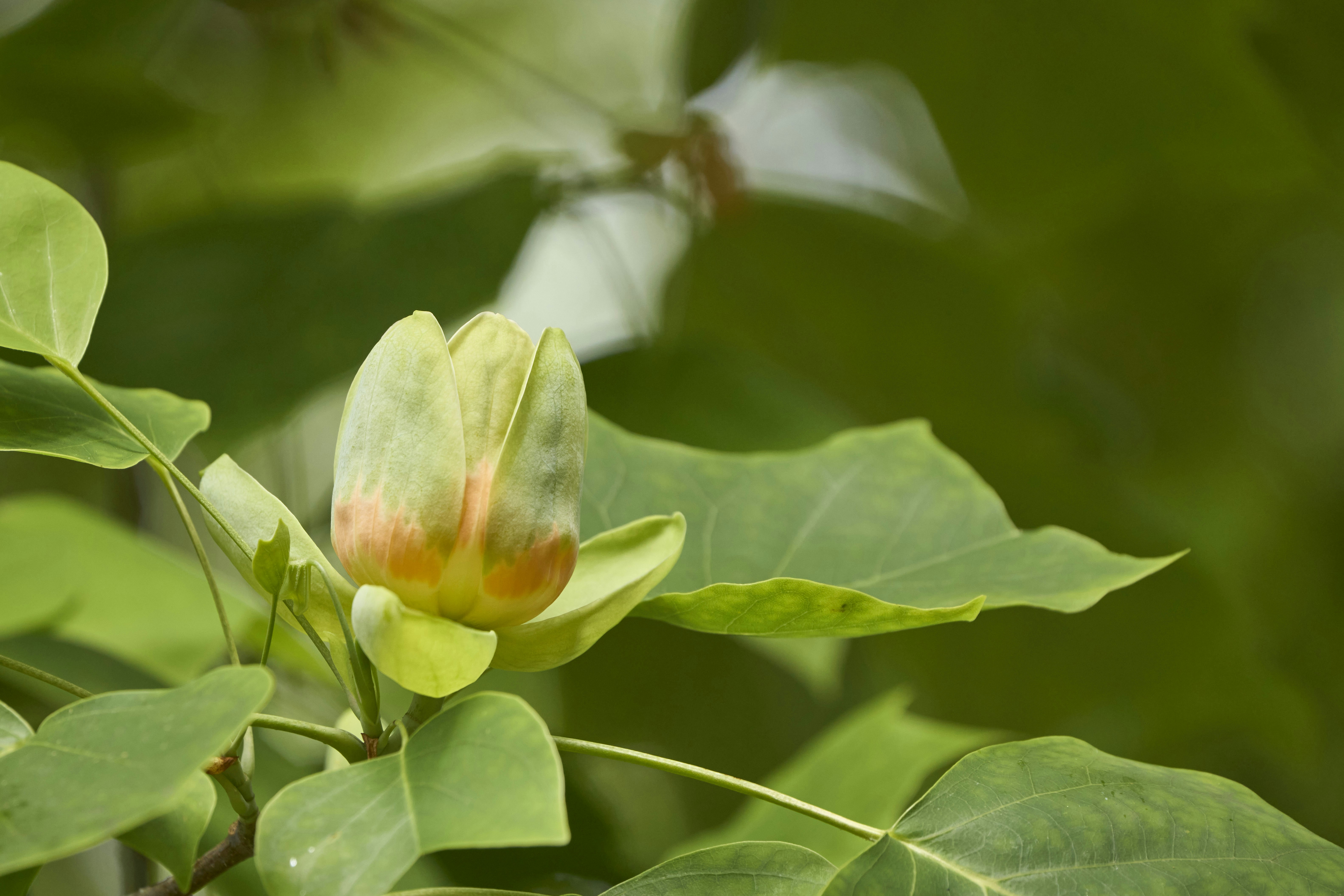 Photo by wolfgang_hasselmann