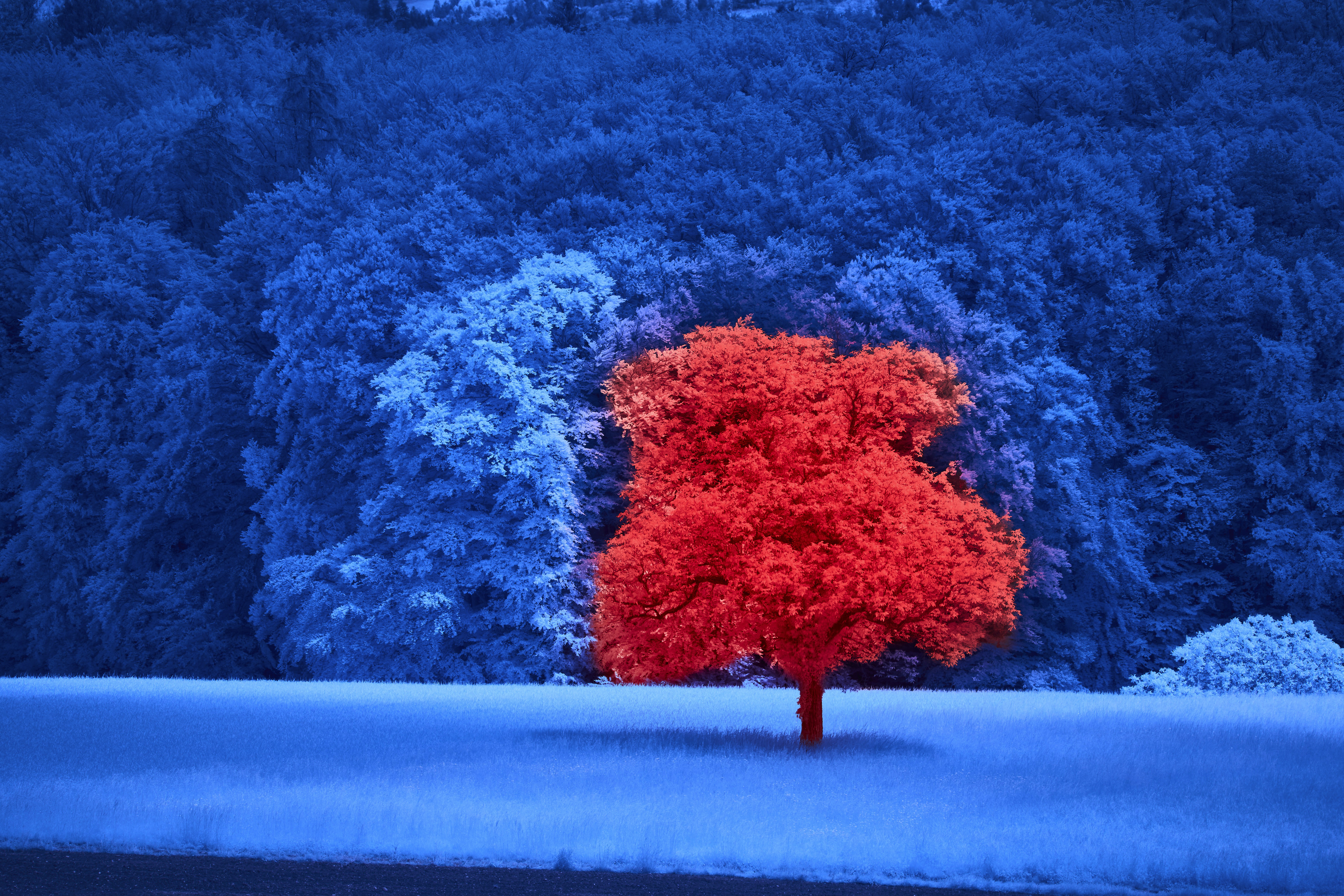 Photo by wolfgang_hasselmann