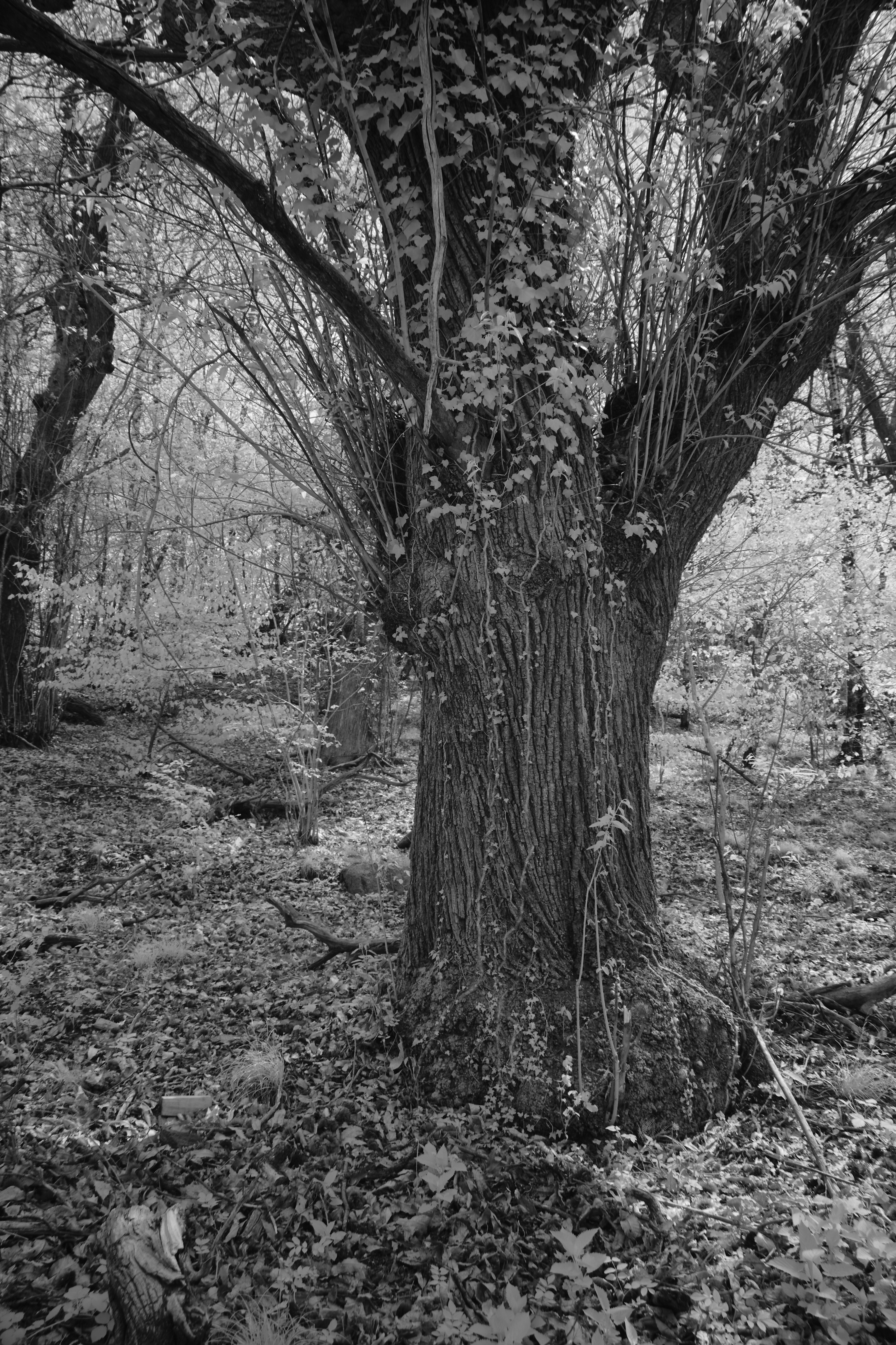 Photo by wolfgang_hasselmann