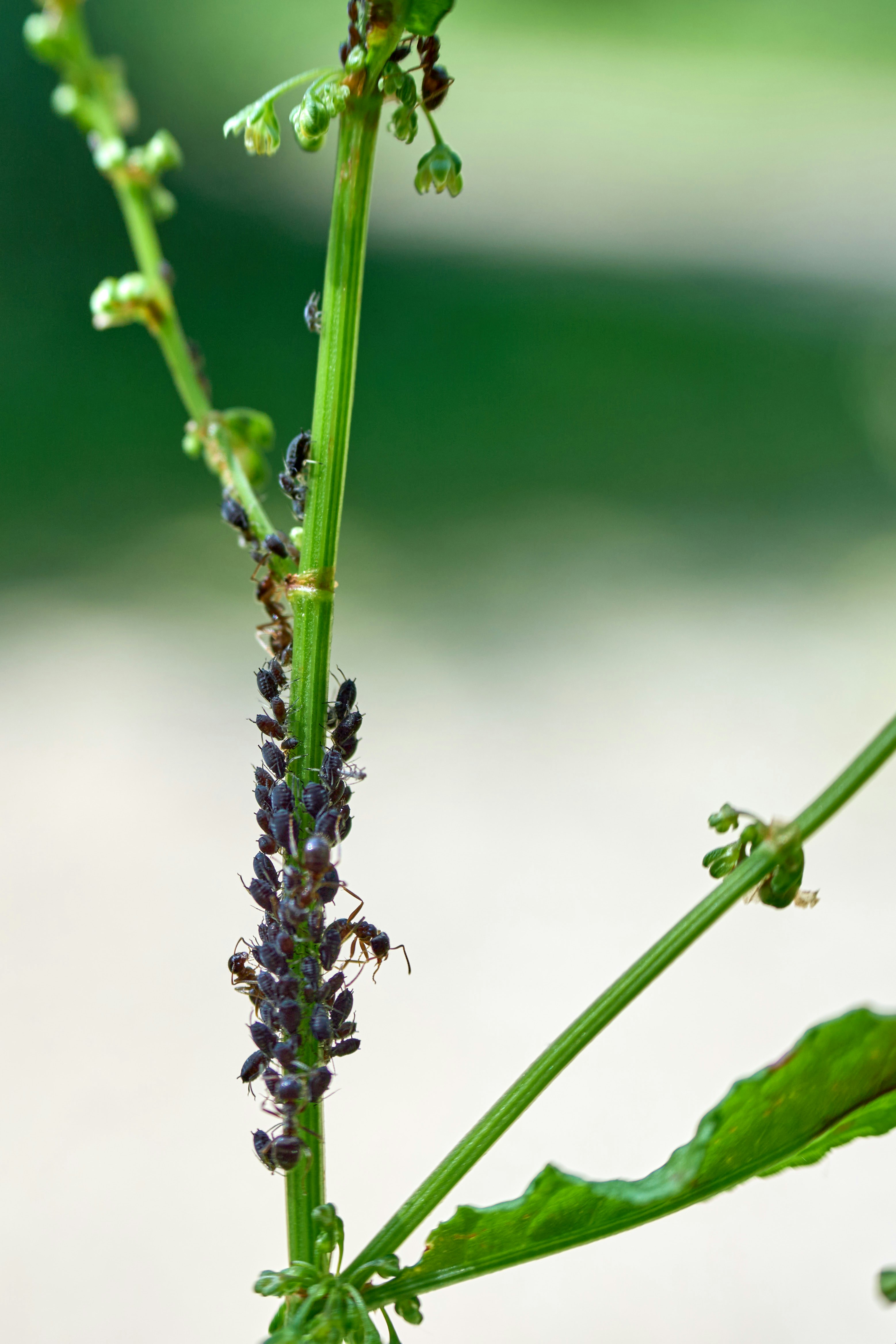 Photo by wolfgang_hasselmann