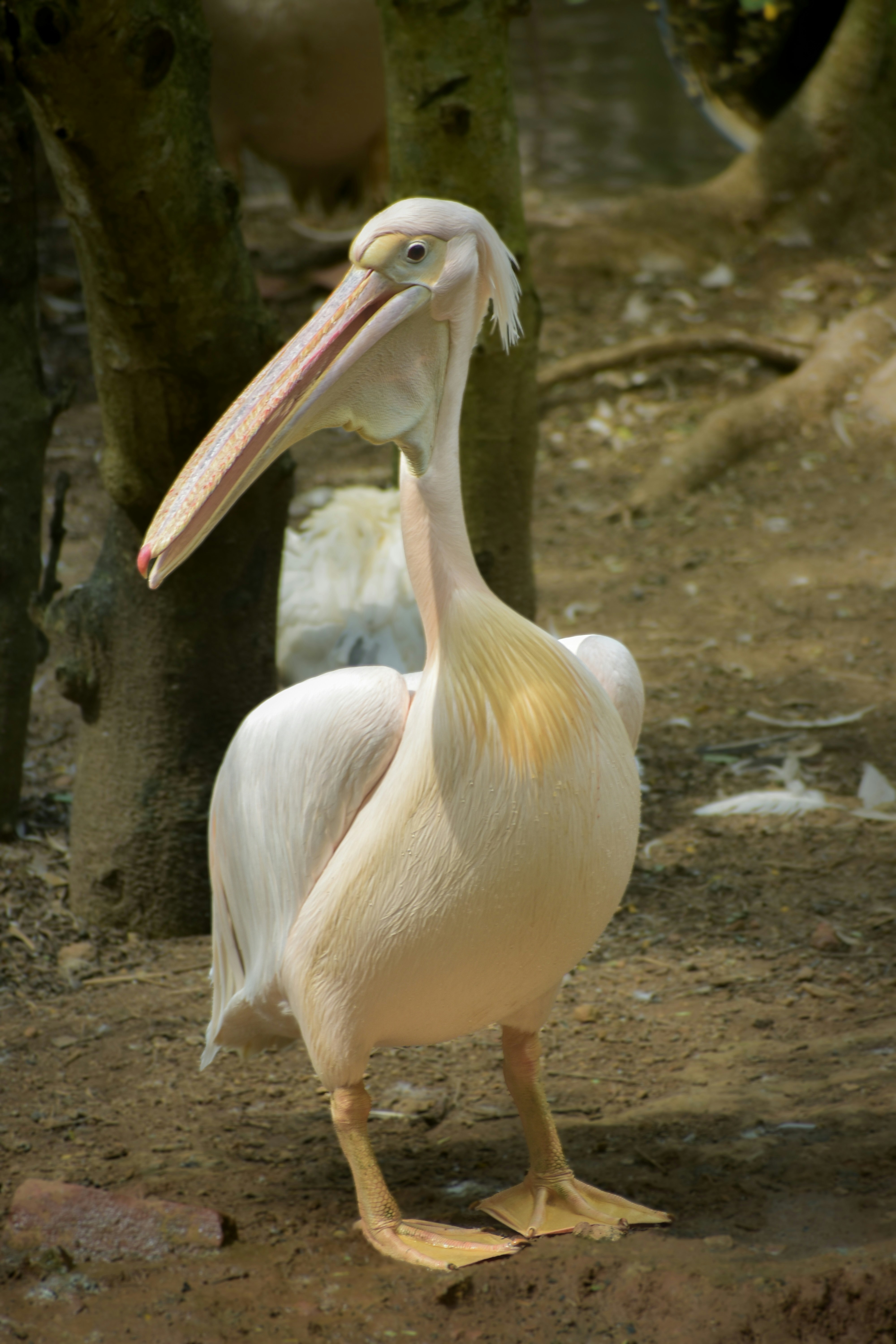A large white bird with a long beak