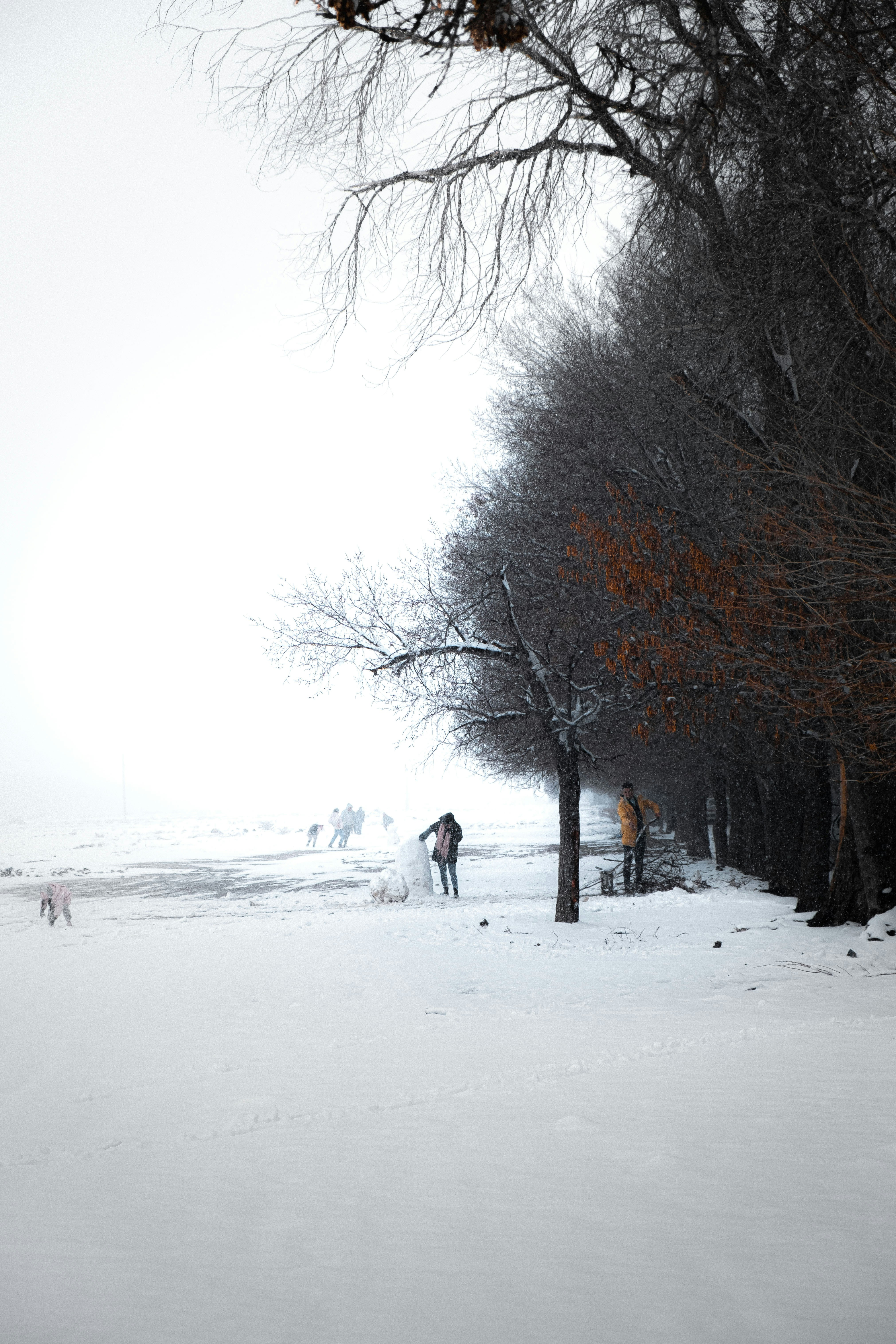 A person walking in the snow near trees