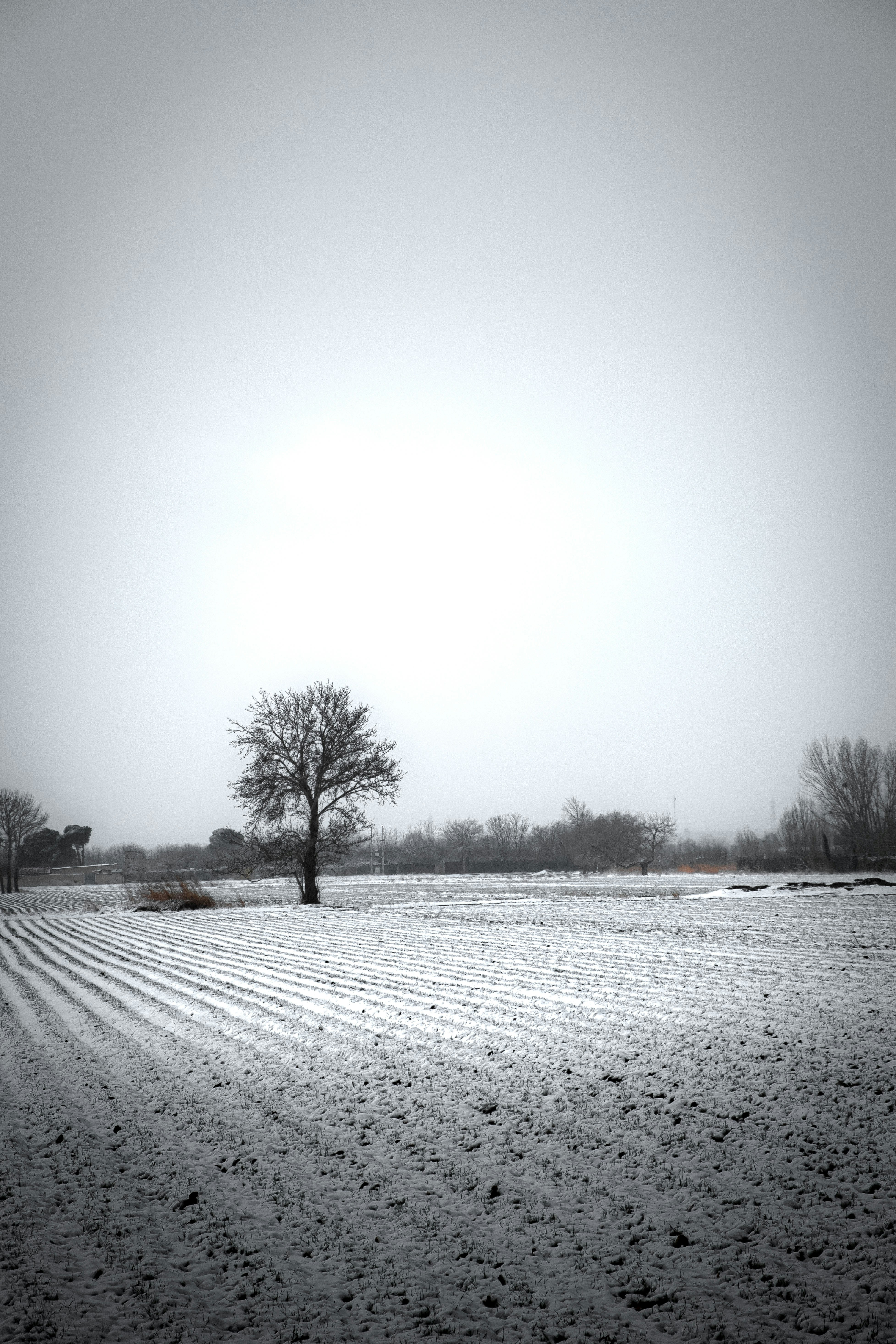 A snow covered field with a lone tree in the distance