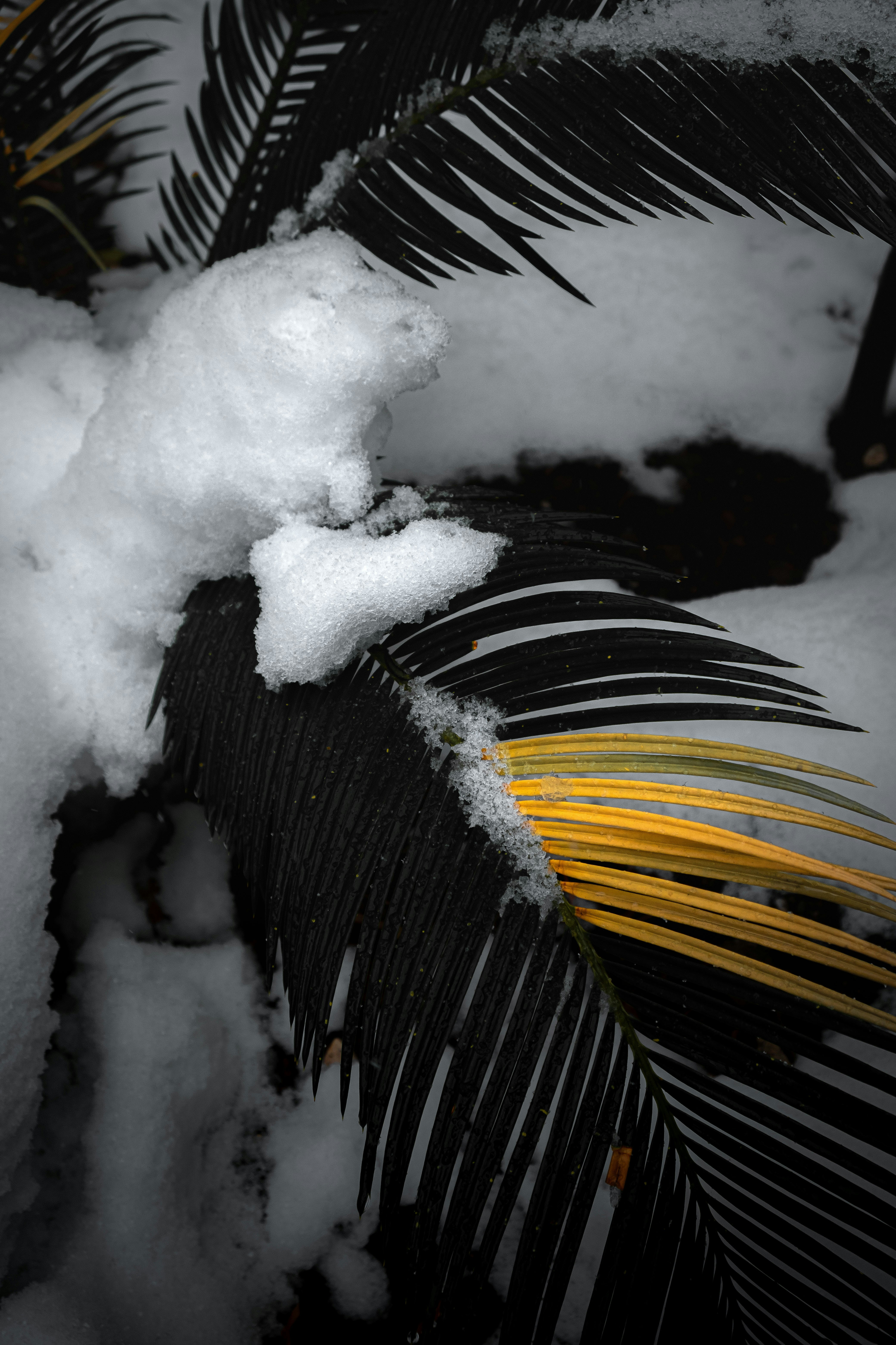 A close up of snow on a palm tree