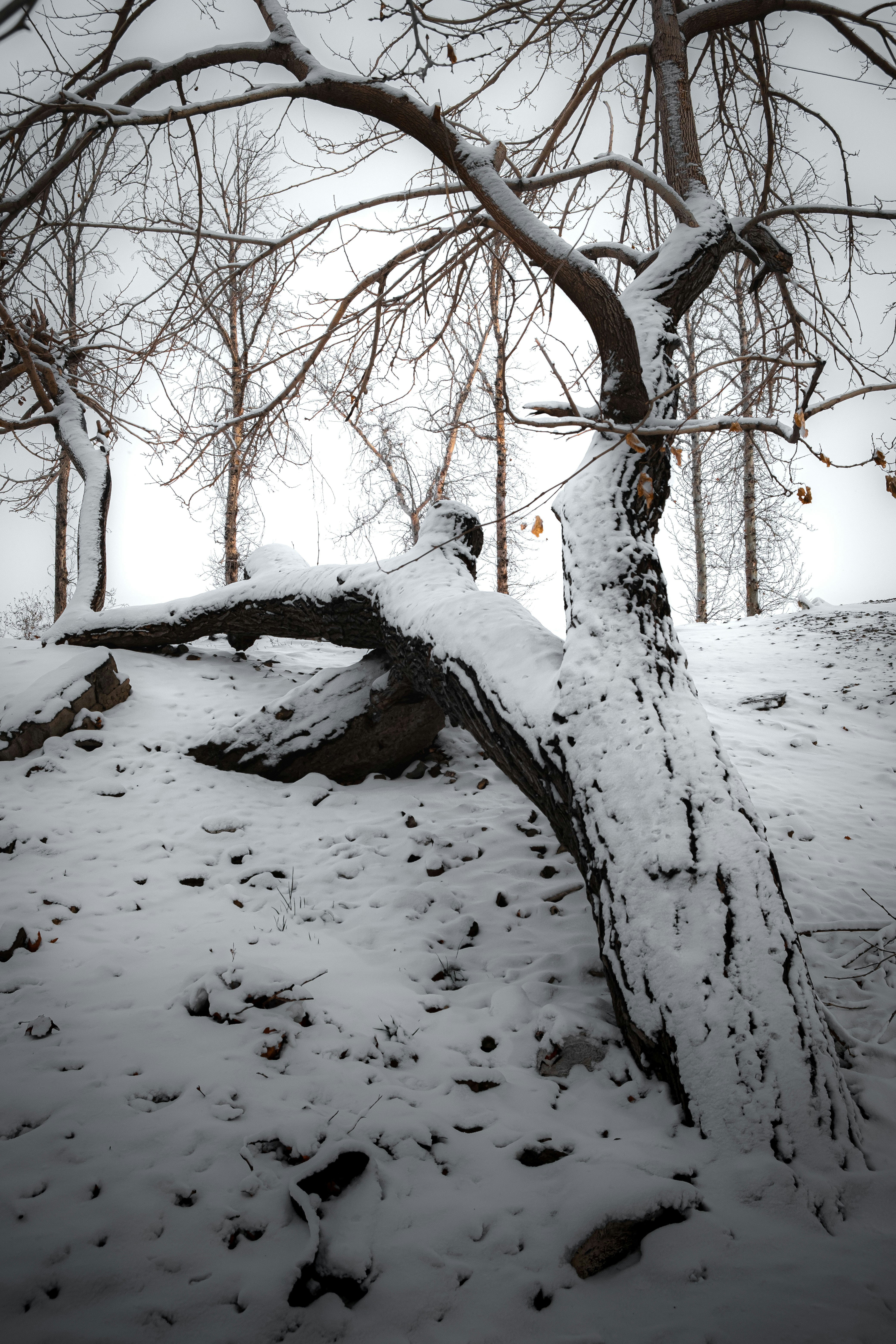 A tree that has fallen down in the snow