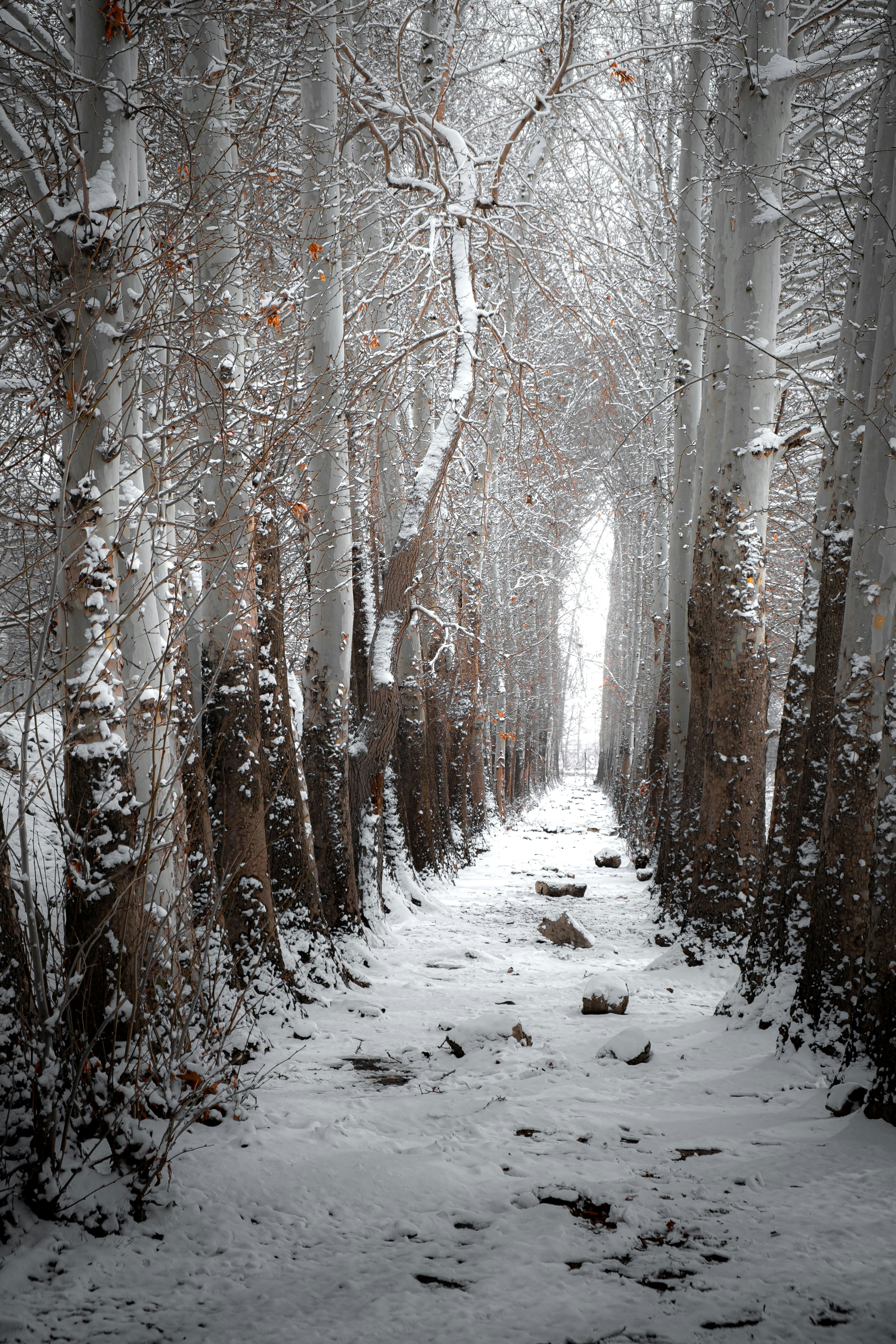 A snow covered path in a forest with lots of trees