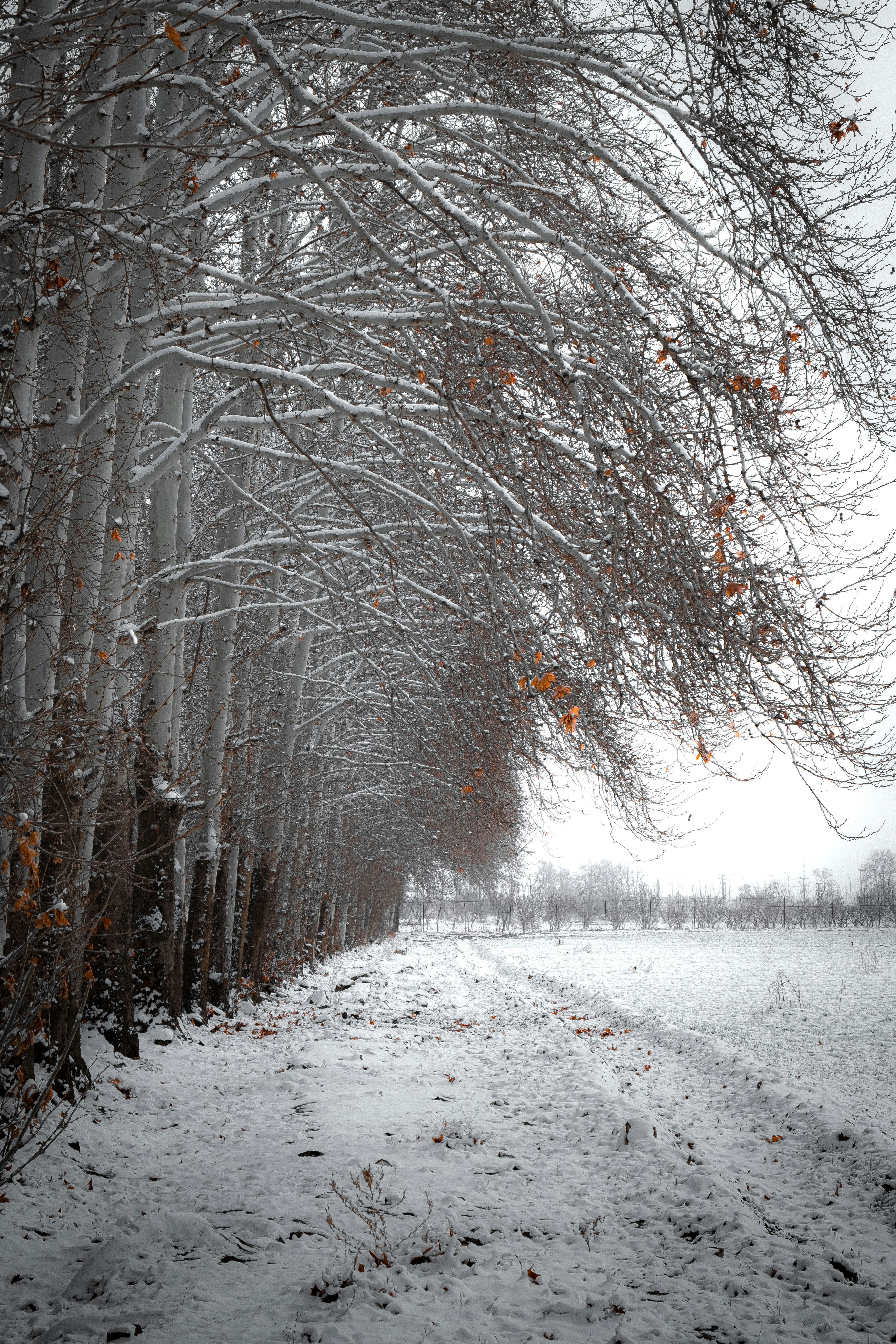 A snow covered road surrounded by tall trees