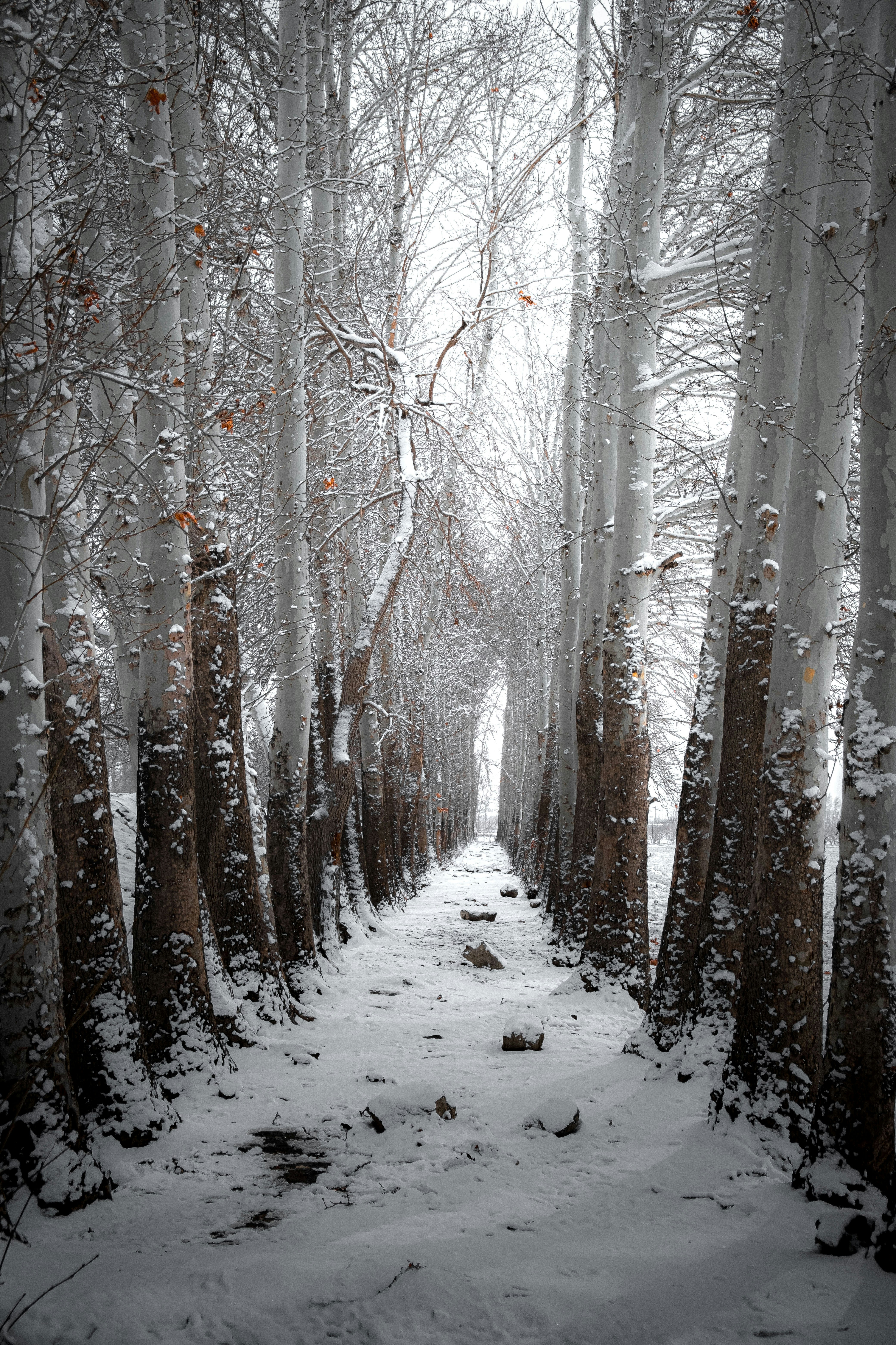 A path through a snowy forest with lots of trees