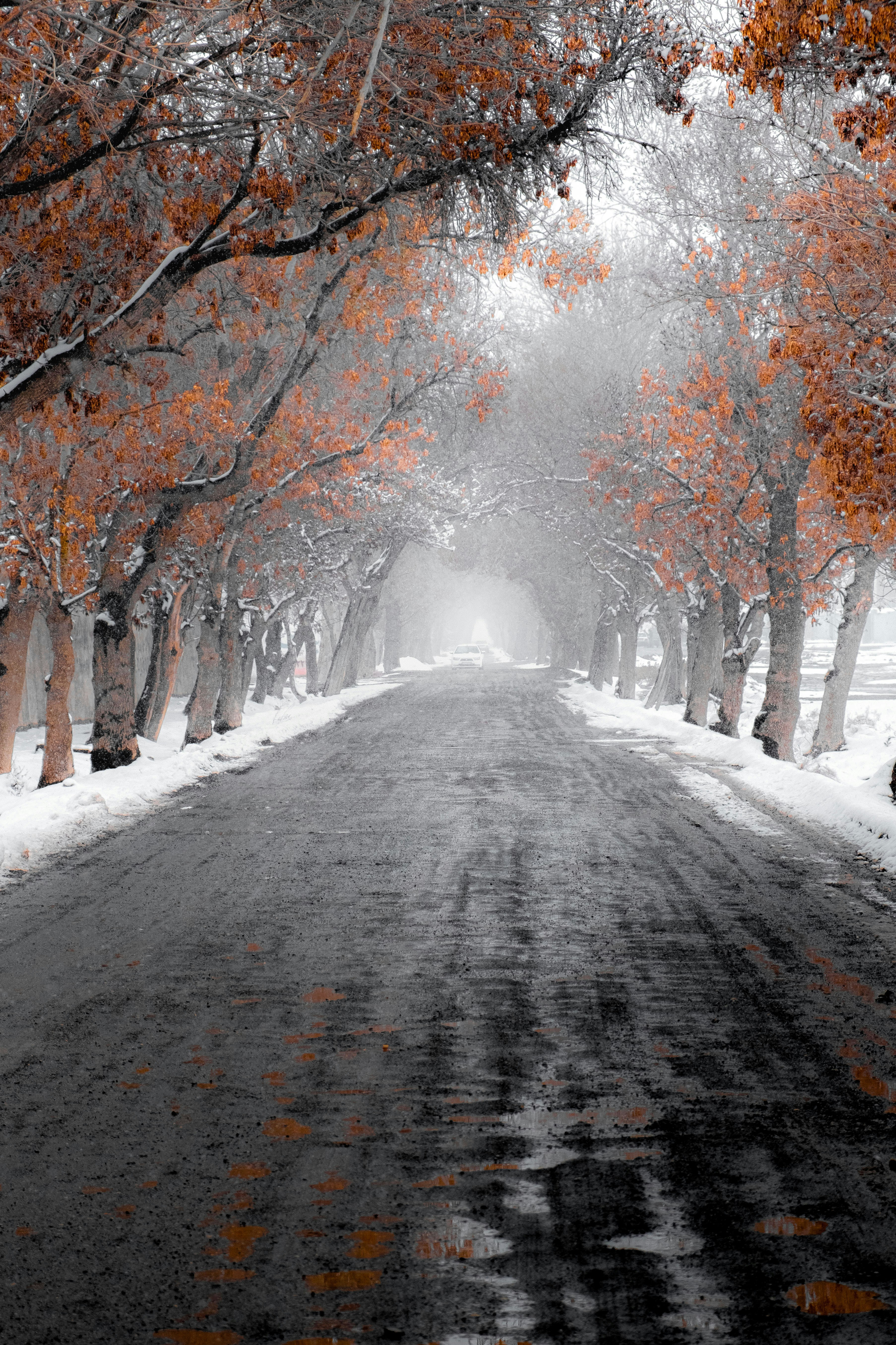 A black and white photo of a tree lined road