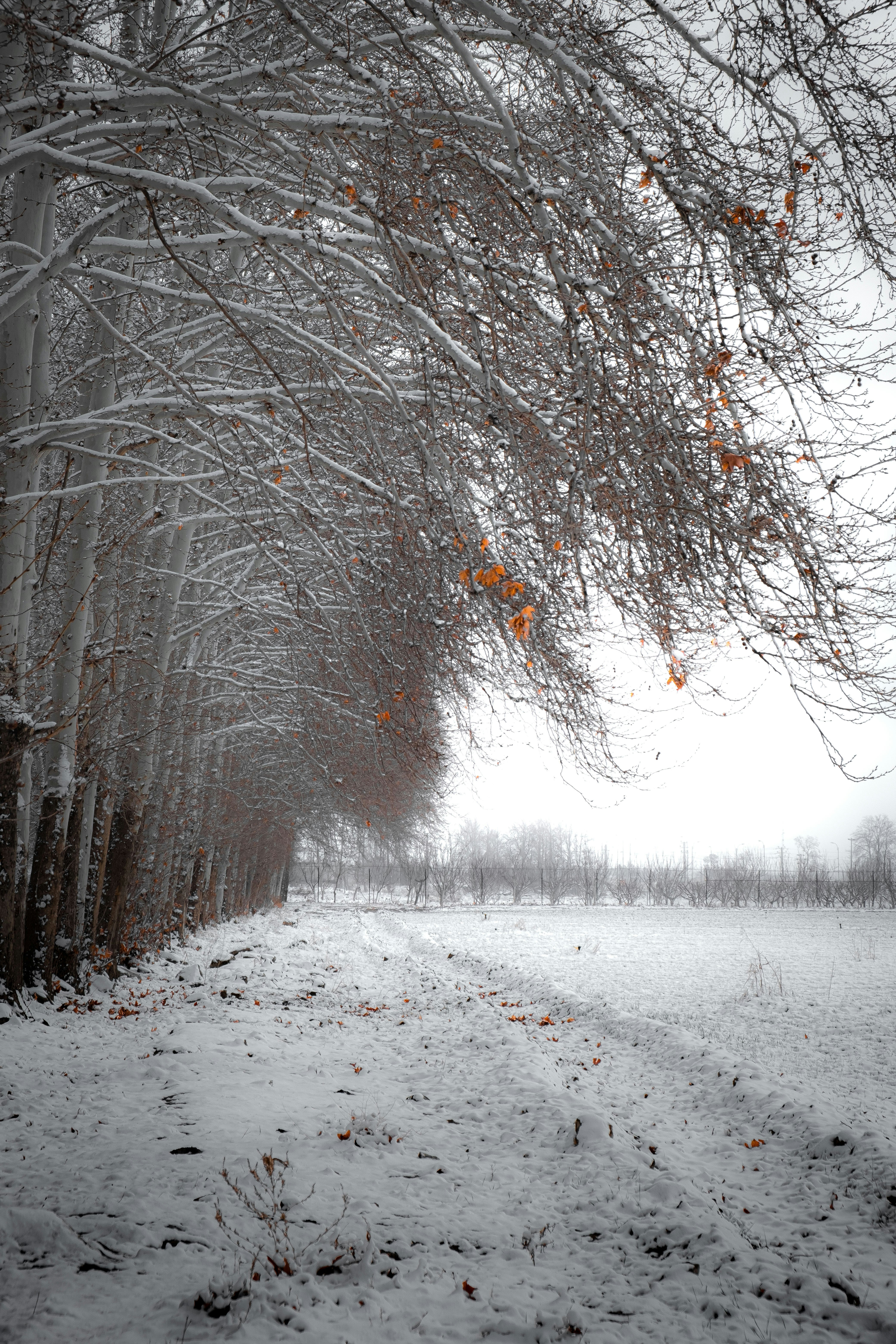 A snow covered road surrounded by tall trees