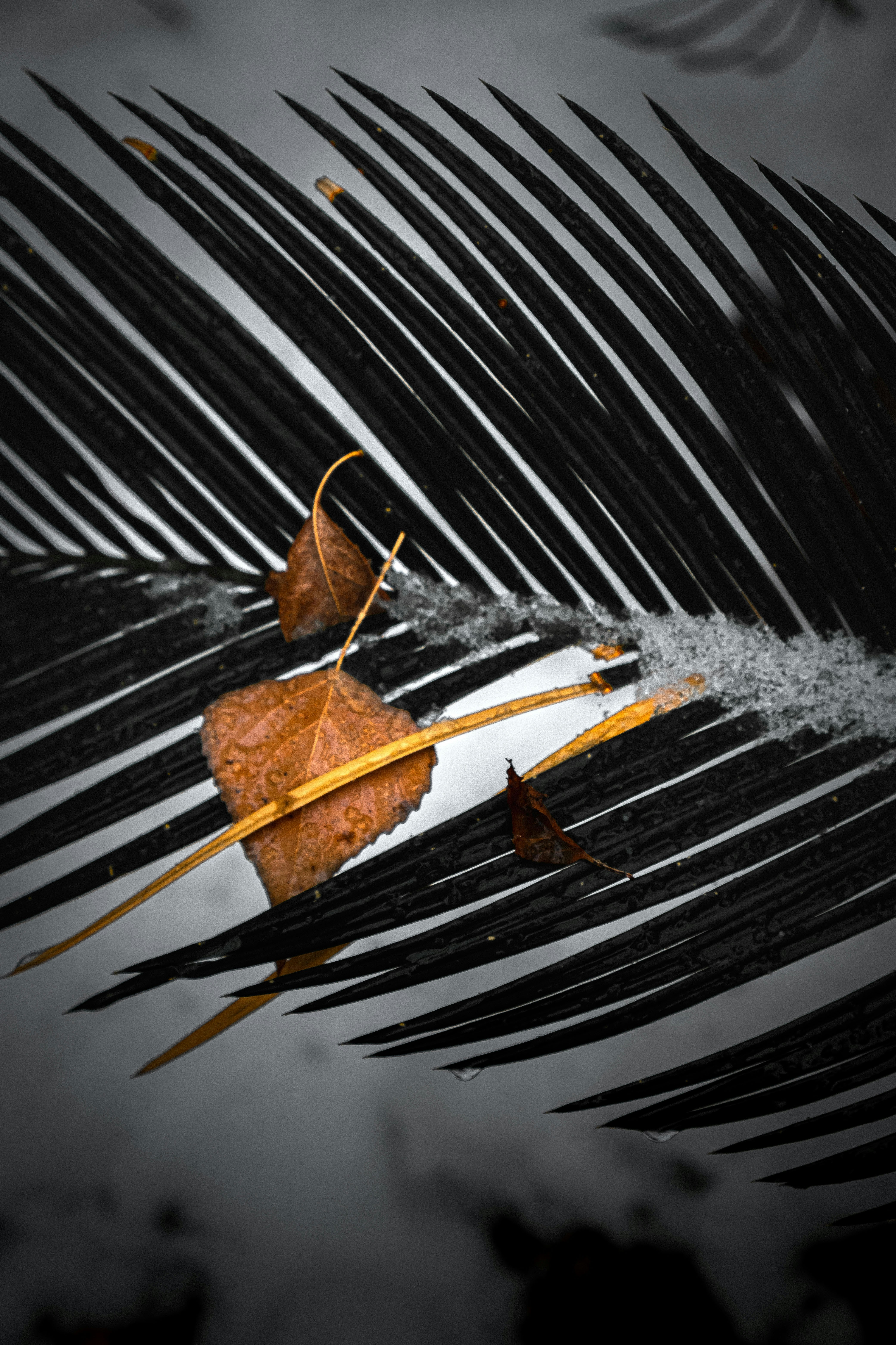 A leaf floating on top of a body of water