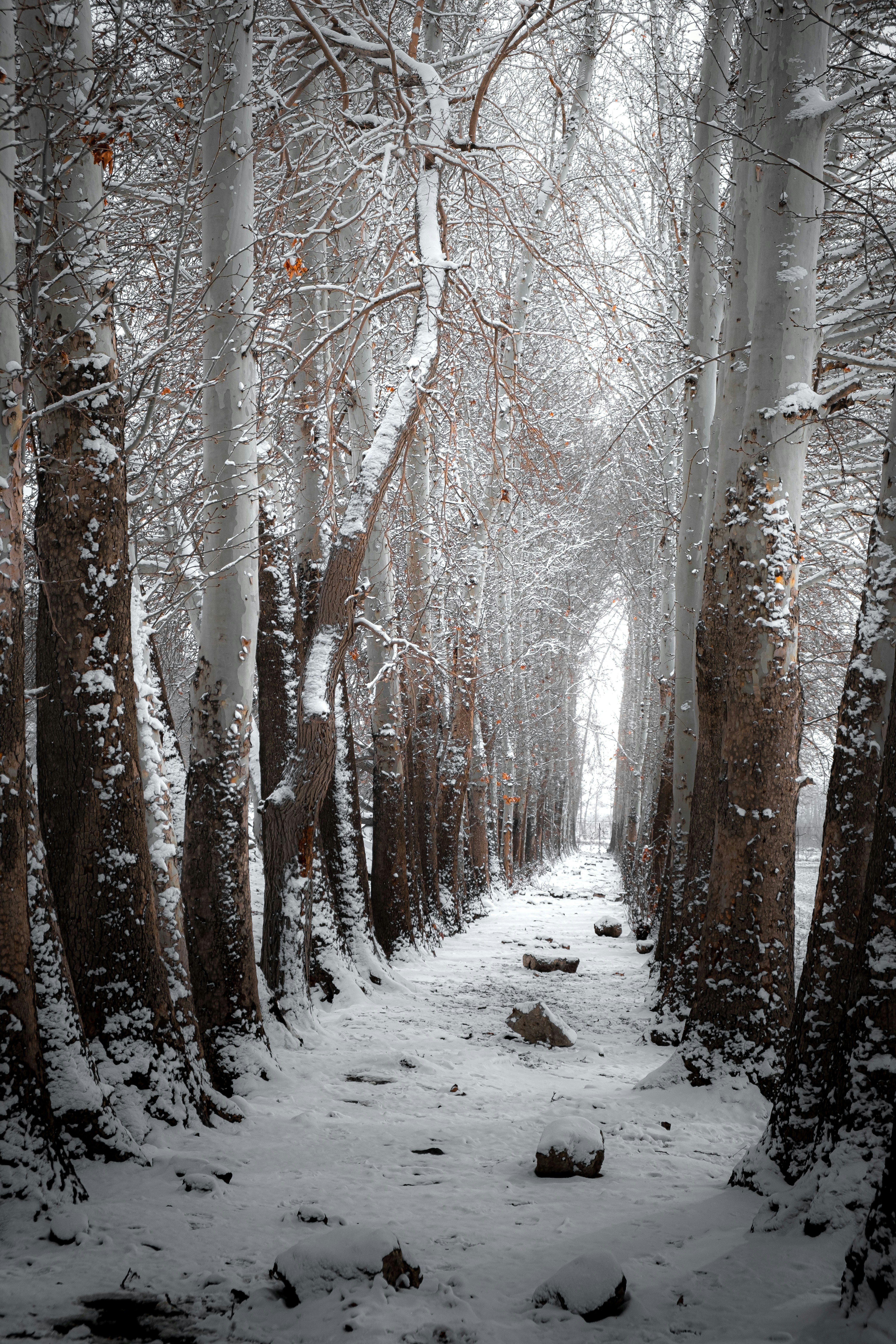 A snow covered path in a forest with lots of trees