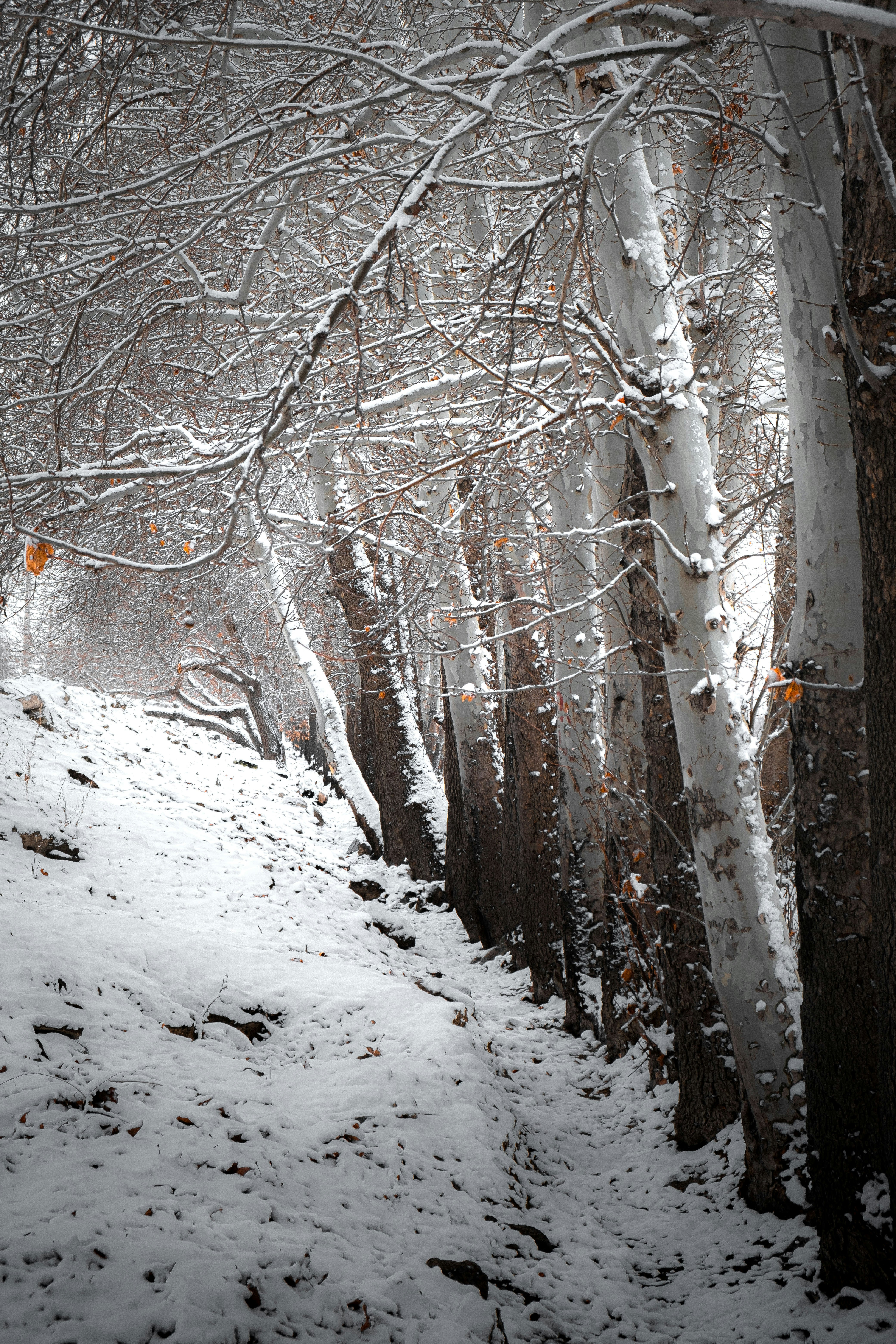 A path in the woods covered in snow