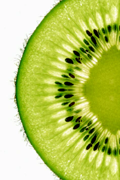 A kiwi fruit cut in half on a white background