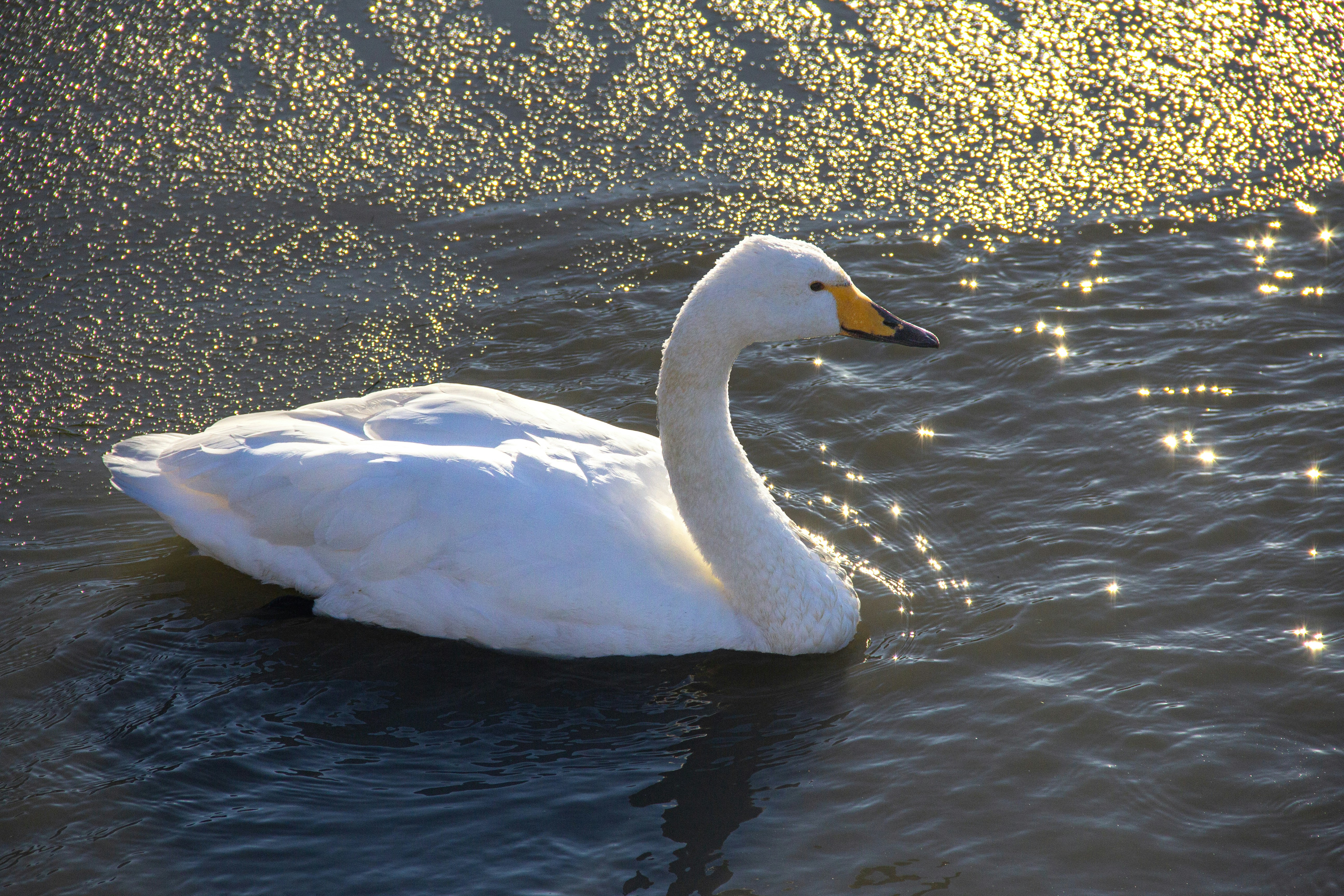 Photo by stepan_konev