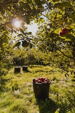 A bucket of apples sitting in the middle of an apple orchard