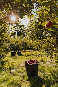 A bucket of apples sitting in the middle of an apple orchard