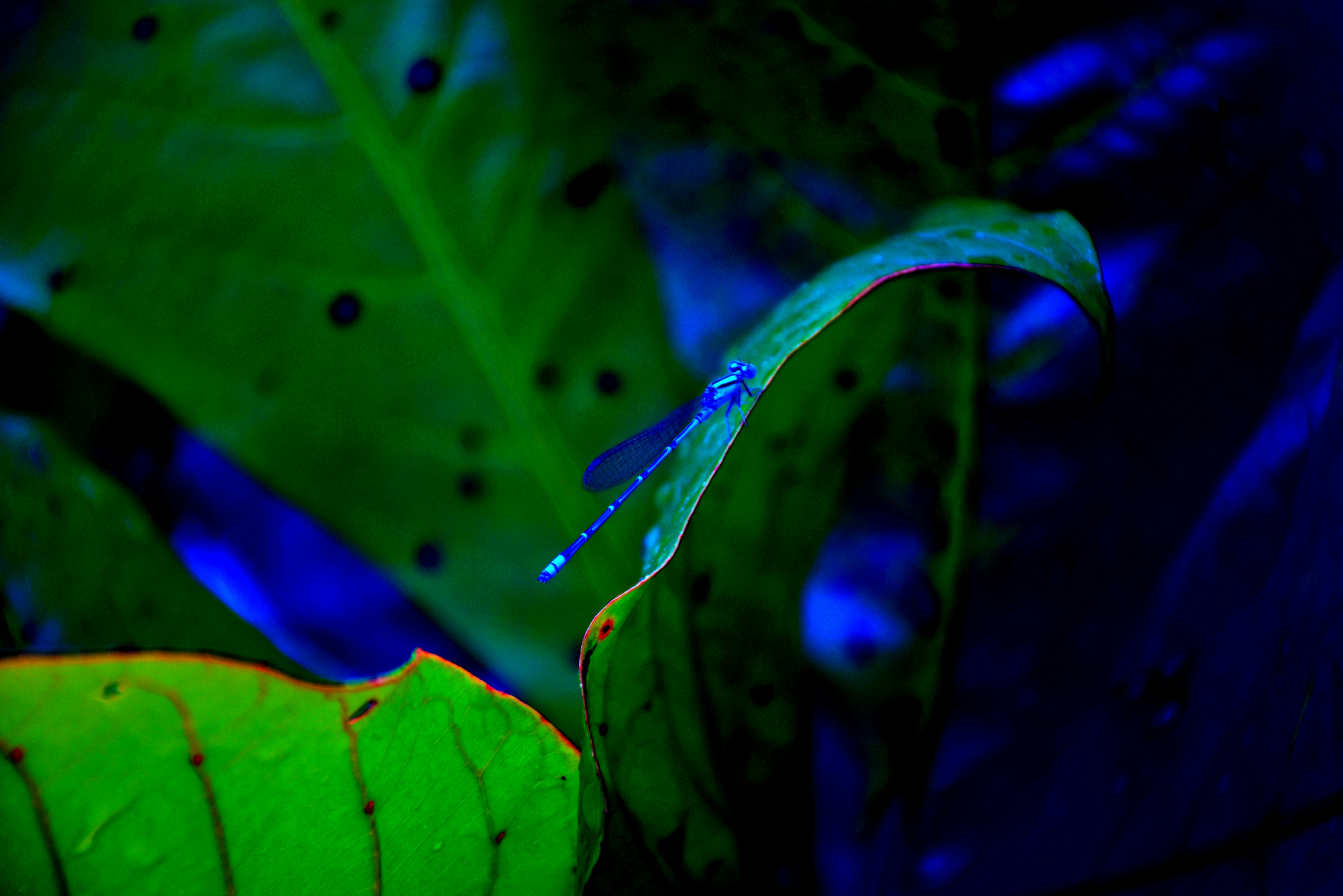 Something of a revitalization.