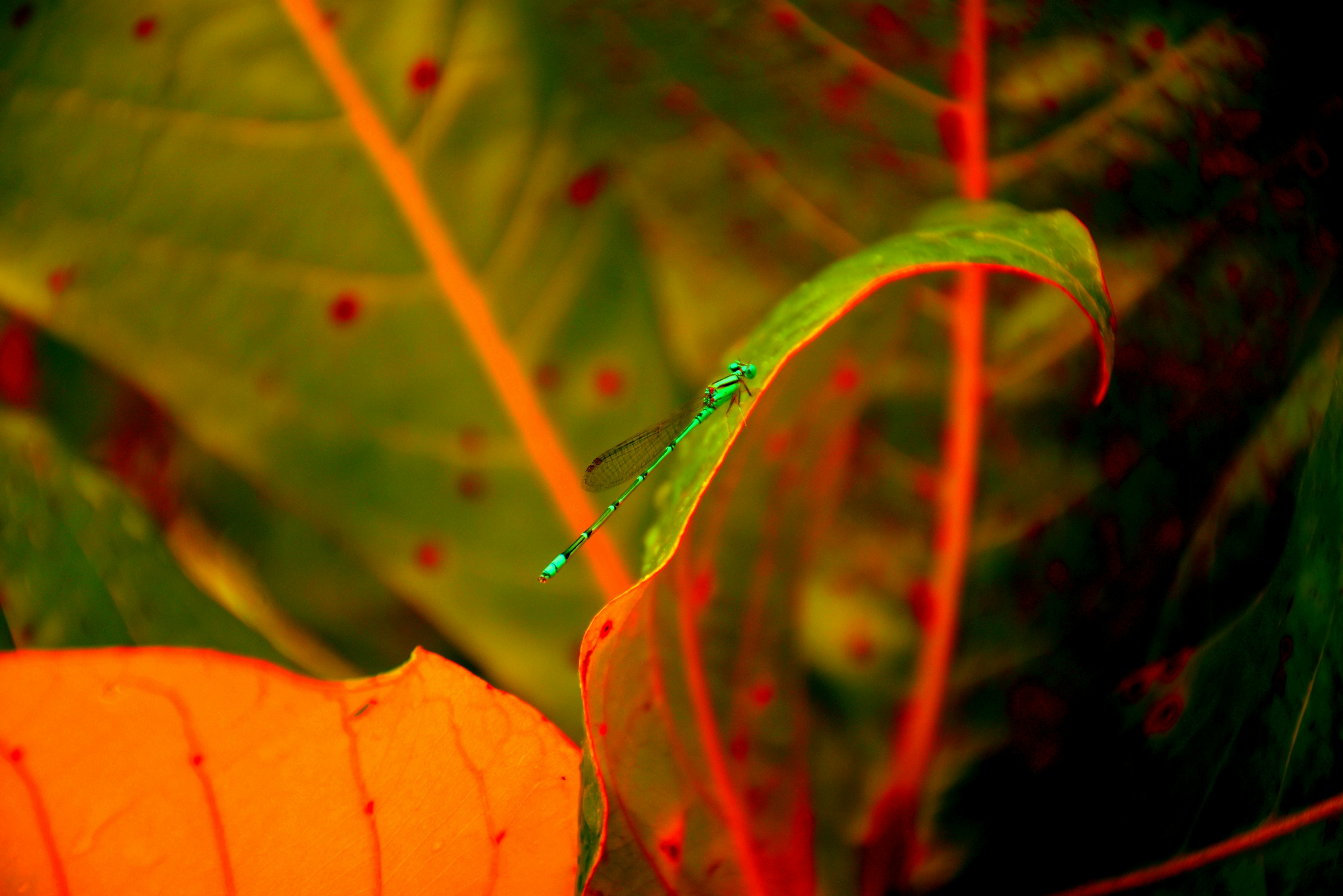 A close up of a leaf with a blurry background
