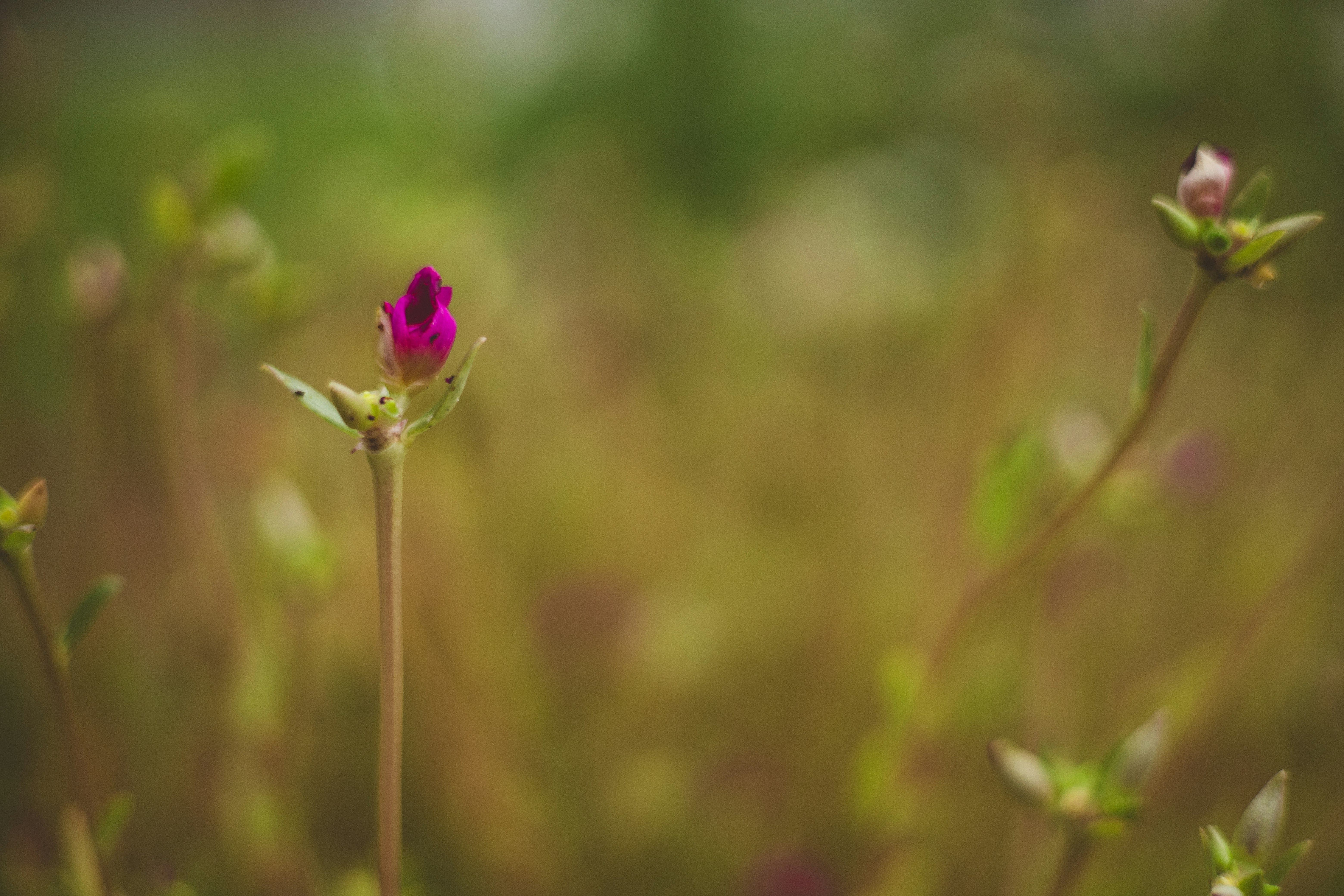 Photo by rrodriguesim